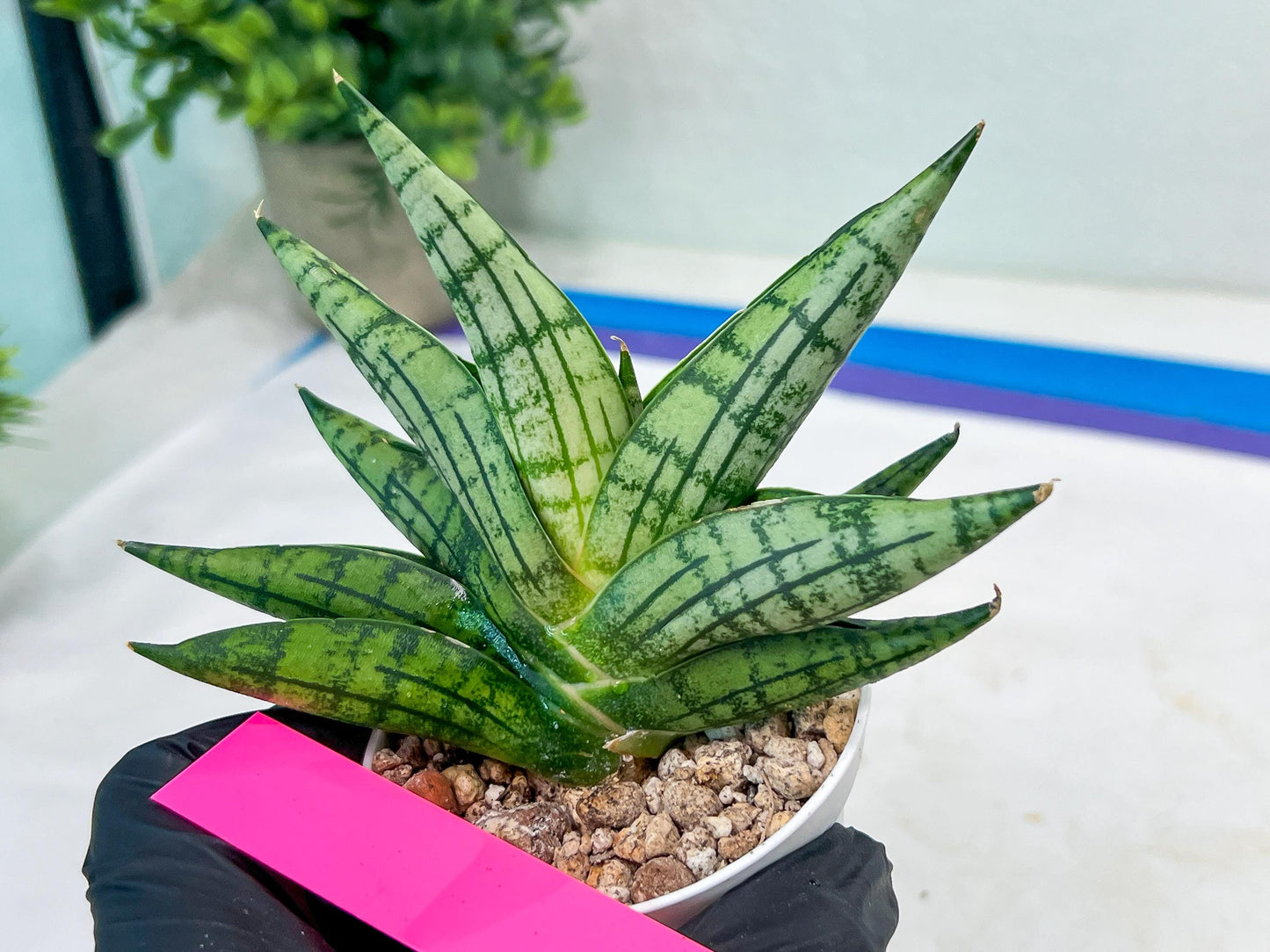 Sansevieria Manja (#H43) | Imported Hybrids