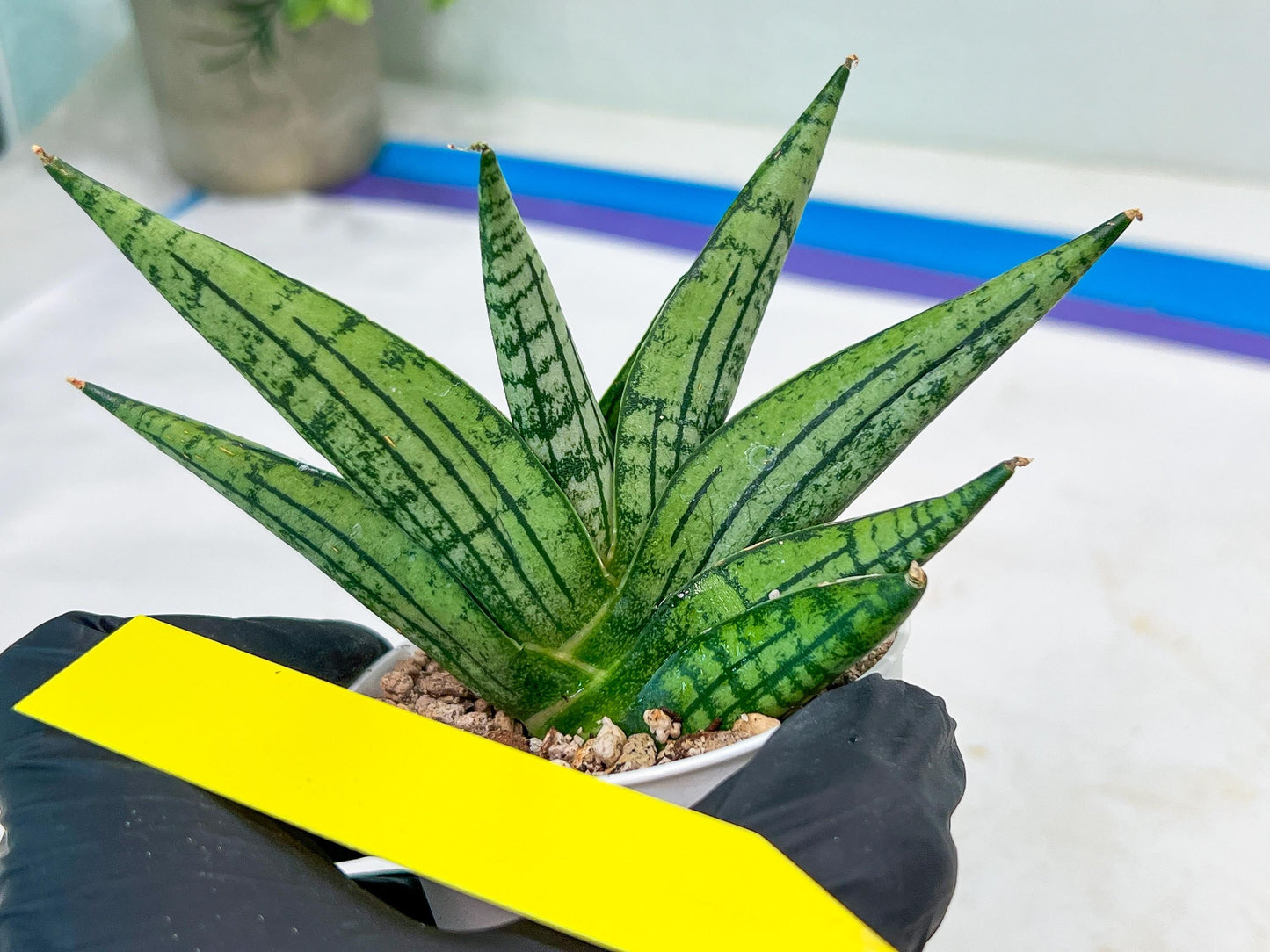 Sansevieria Manja (#H43) | Imported Hybrids