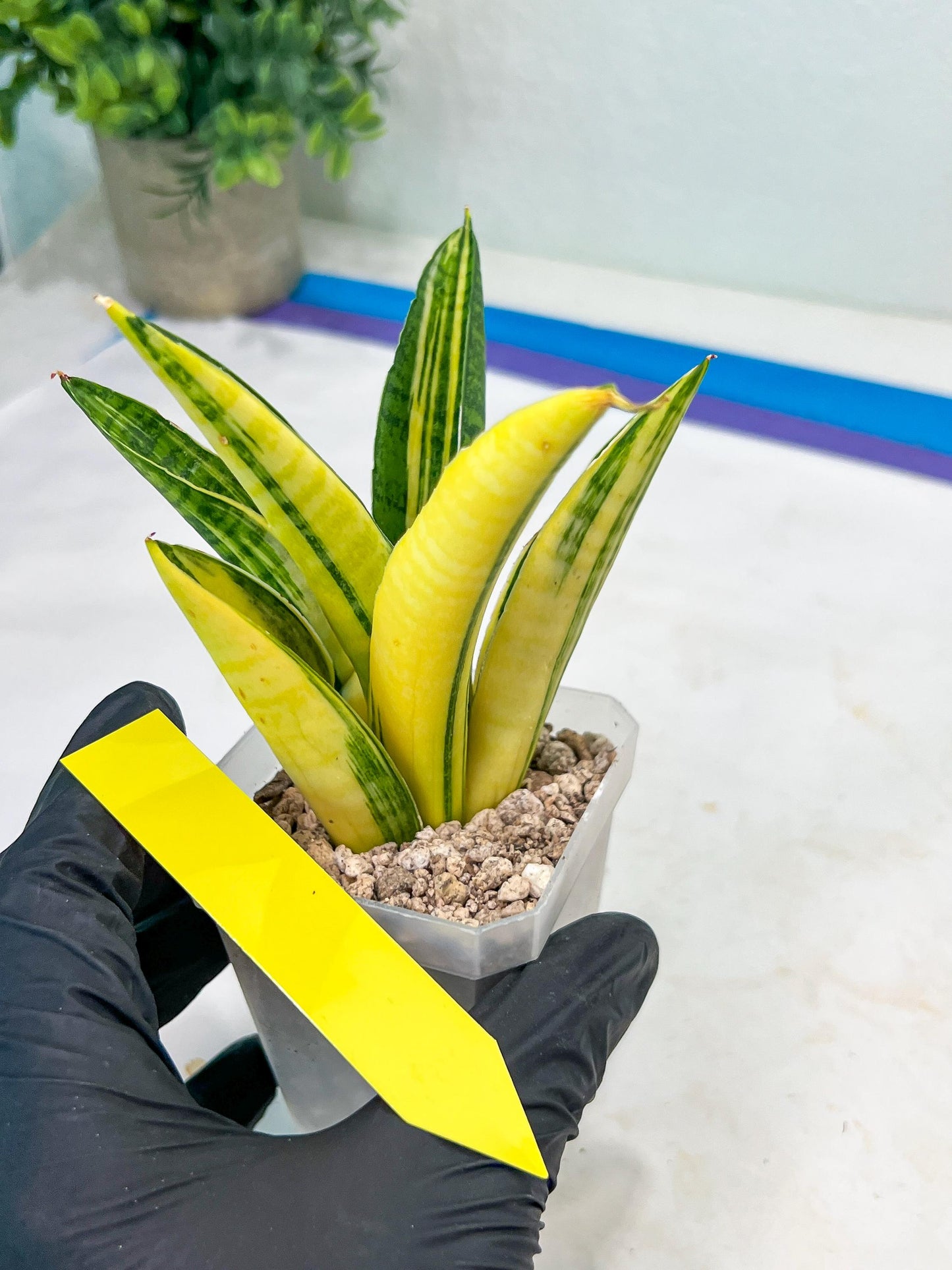 Sansevieria Marsha Anjani variegated (#H44) | Imported Plants