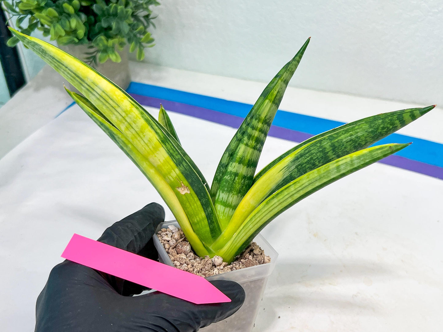 Sansevieria Marsha Anjani variegated (#H44) | Imported Plants