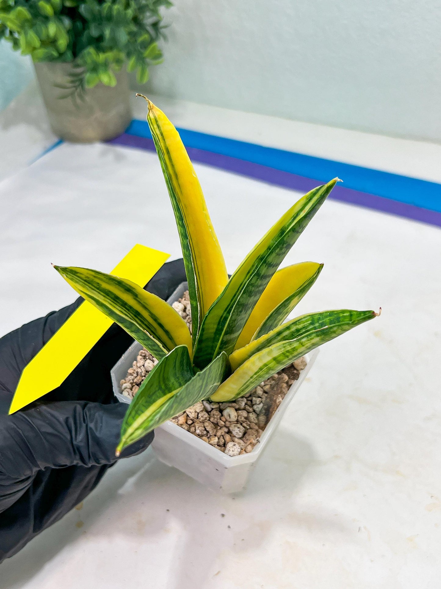 Sansevieria Marsha Anjani variegated (#H44) | Imported Plants