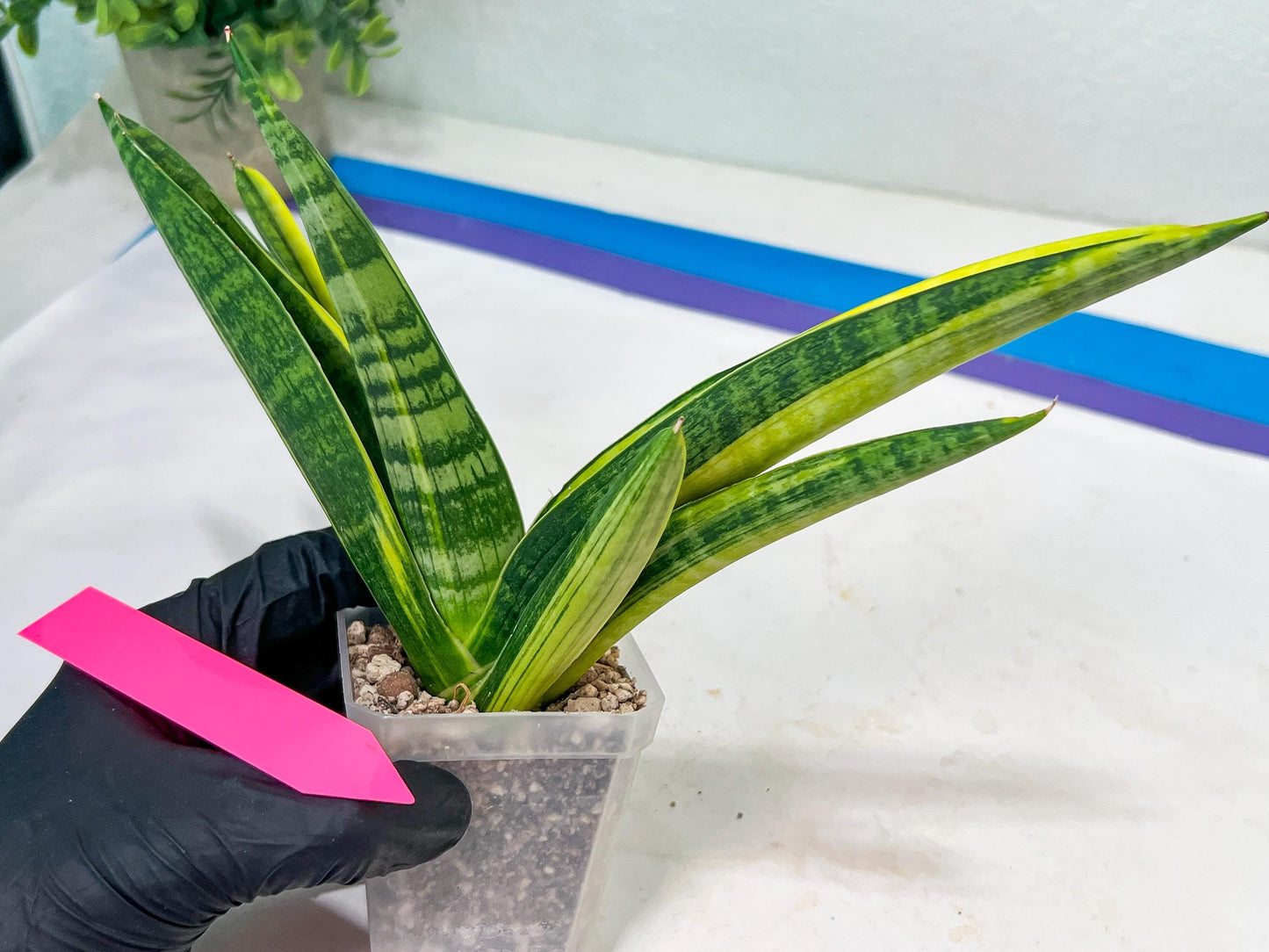 Sansevieria Marsha Anjani variegated (#H44) | Imported Plants