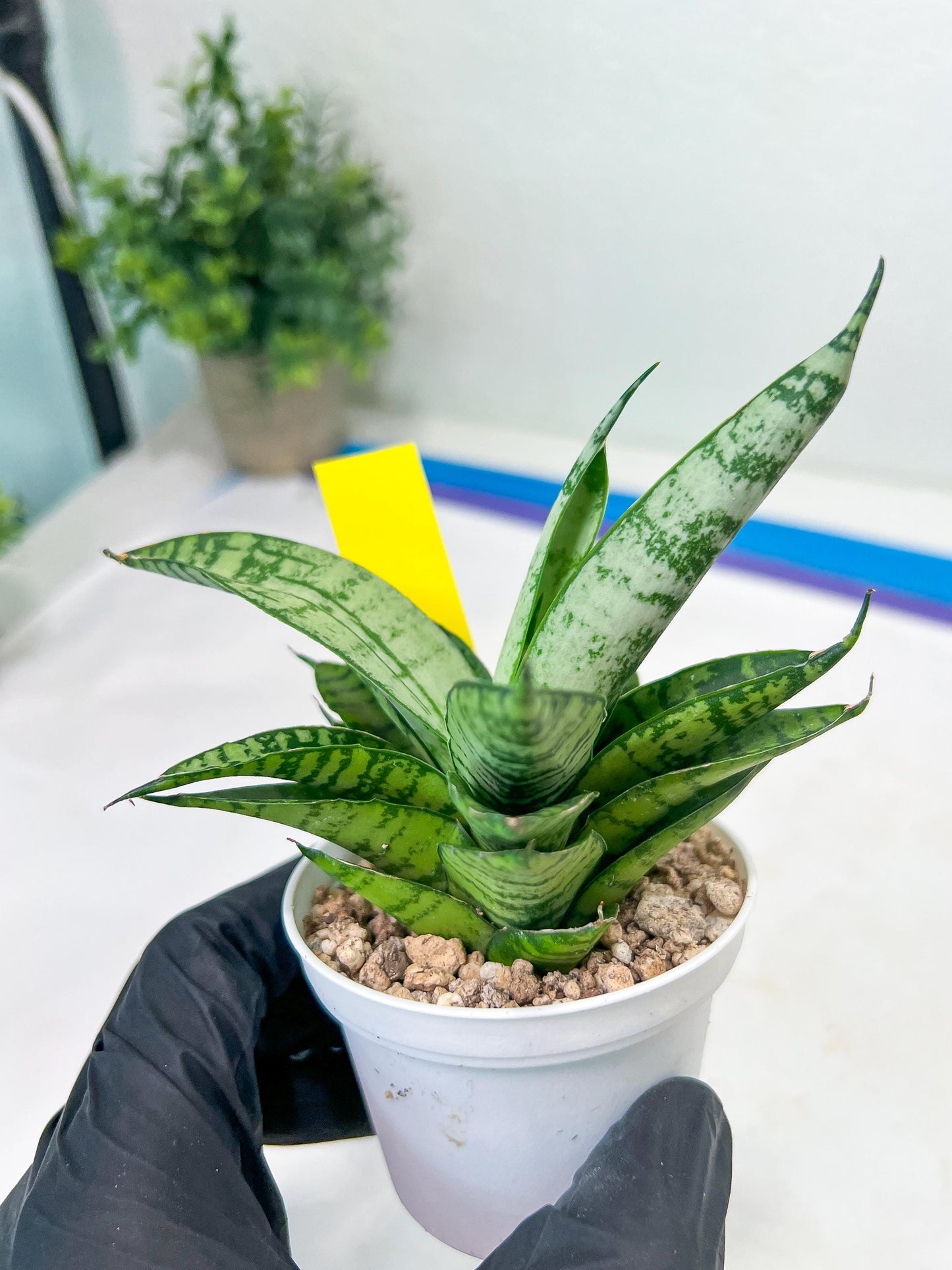 Sansevieria Pandawa (#H45) | Imported Snake Plant