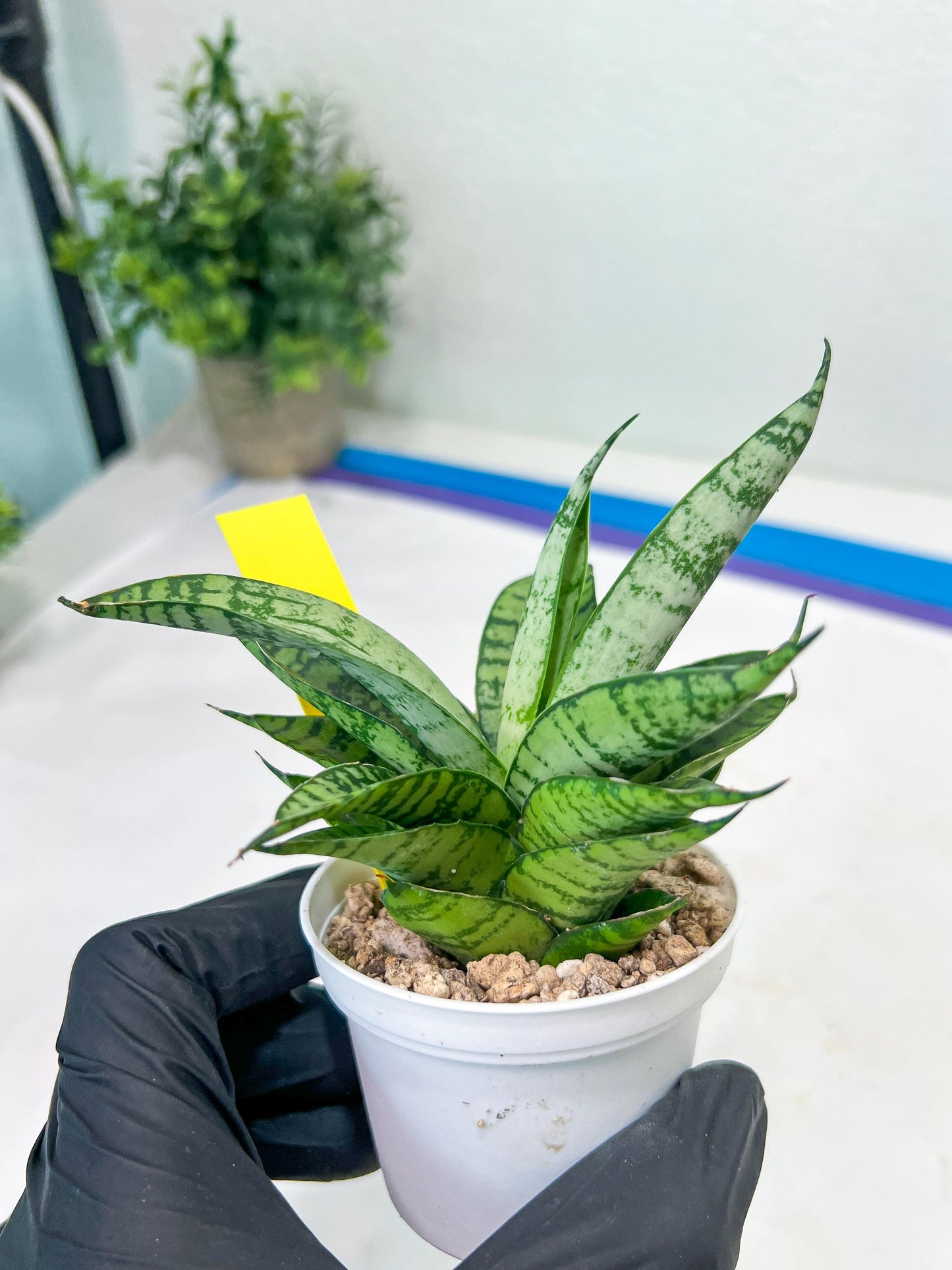Sansevieria Pandawa (#H45) | Imported Snake Plant