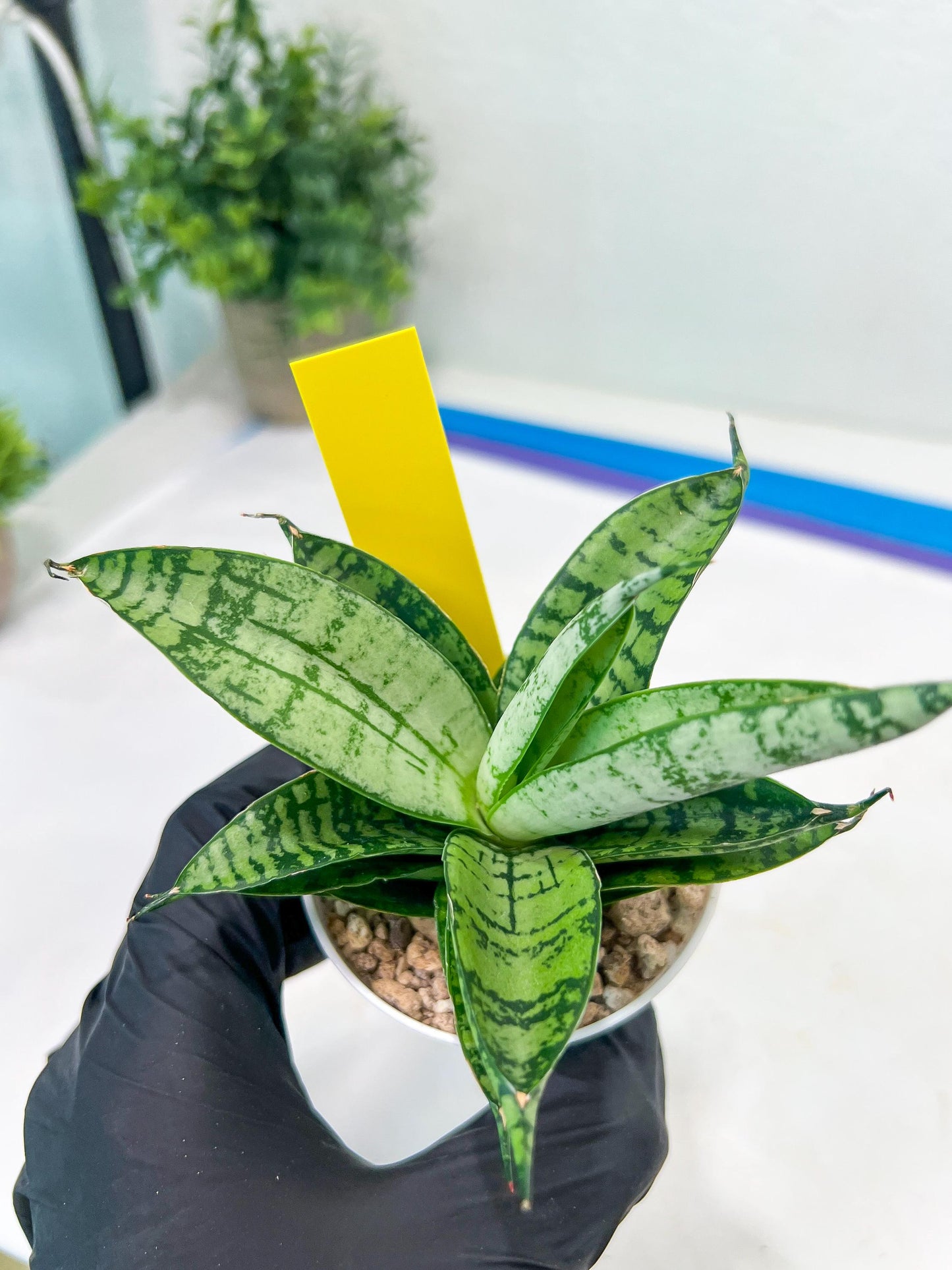 Sansevieria Pandawa (#H45) | Imported Snake Plant