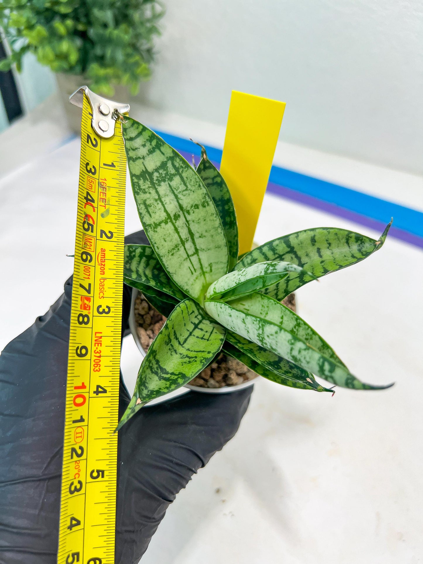 Sansevieria Pandawa (#H45) | Imported Snake Plant