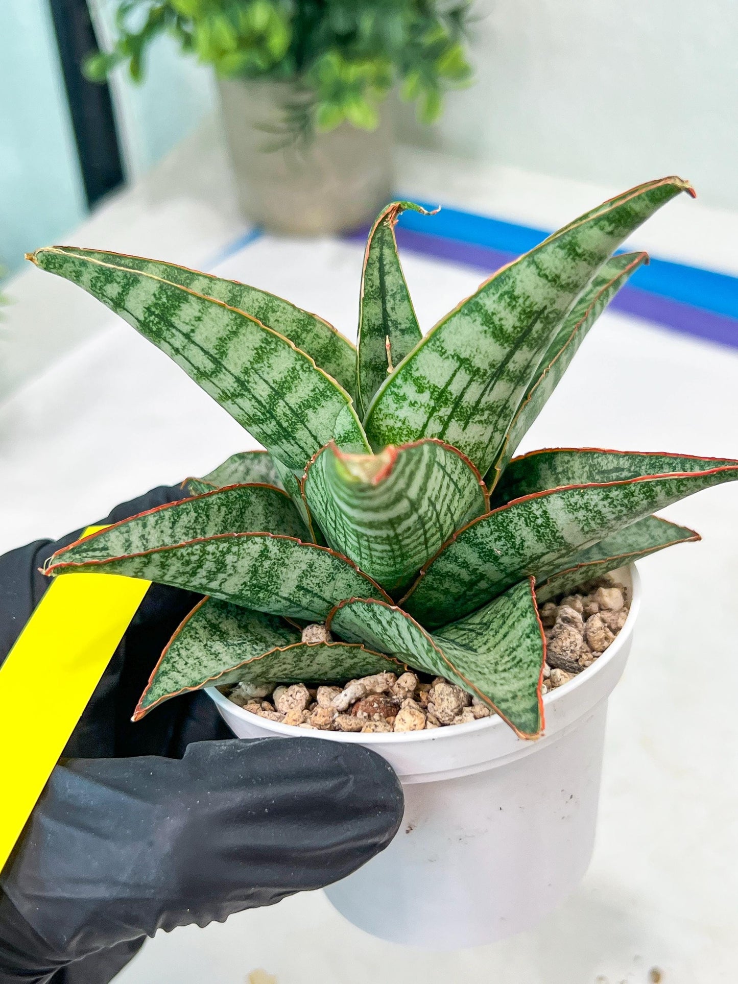 Sansevieria Cordova x dwonsi x gabriela (#H47) | Rare Imported Hybrids