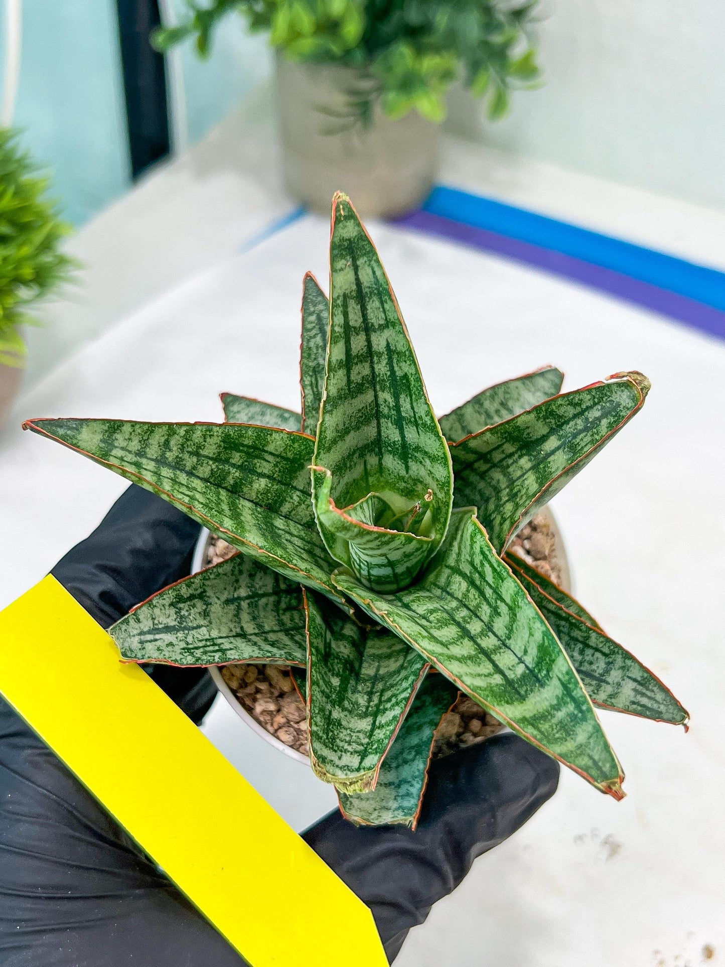 Sansevieria Cordova x dwonsi x gabriela (#H47) | Rare Imported Hybrids