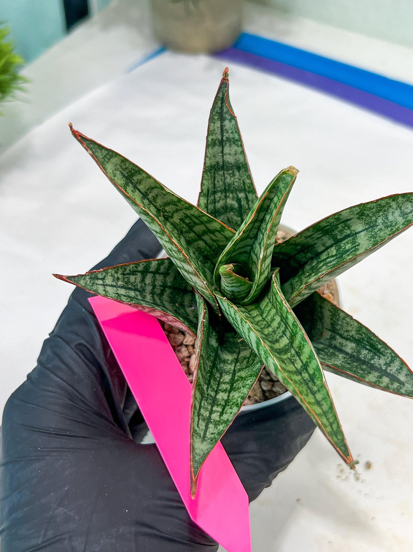 Sansevieria Cordova x dwonsi x gabriela (#H47) | Rare Imported Hybrids
