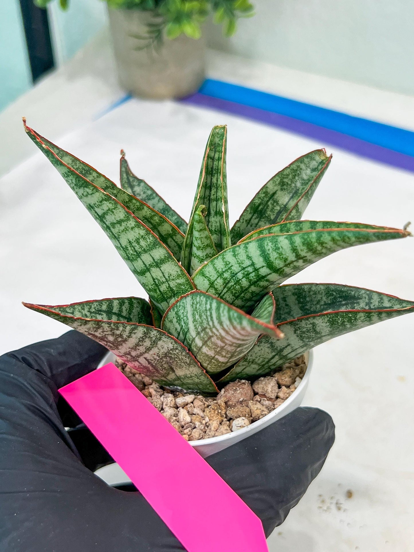 Sansevieria Cordova x dwonsi x gabriela (#H47) | Rare Imported Hybrids