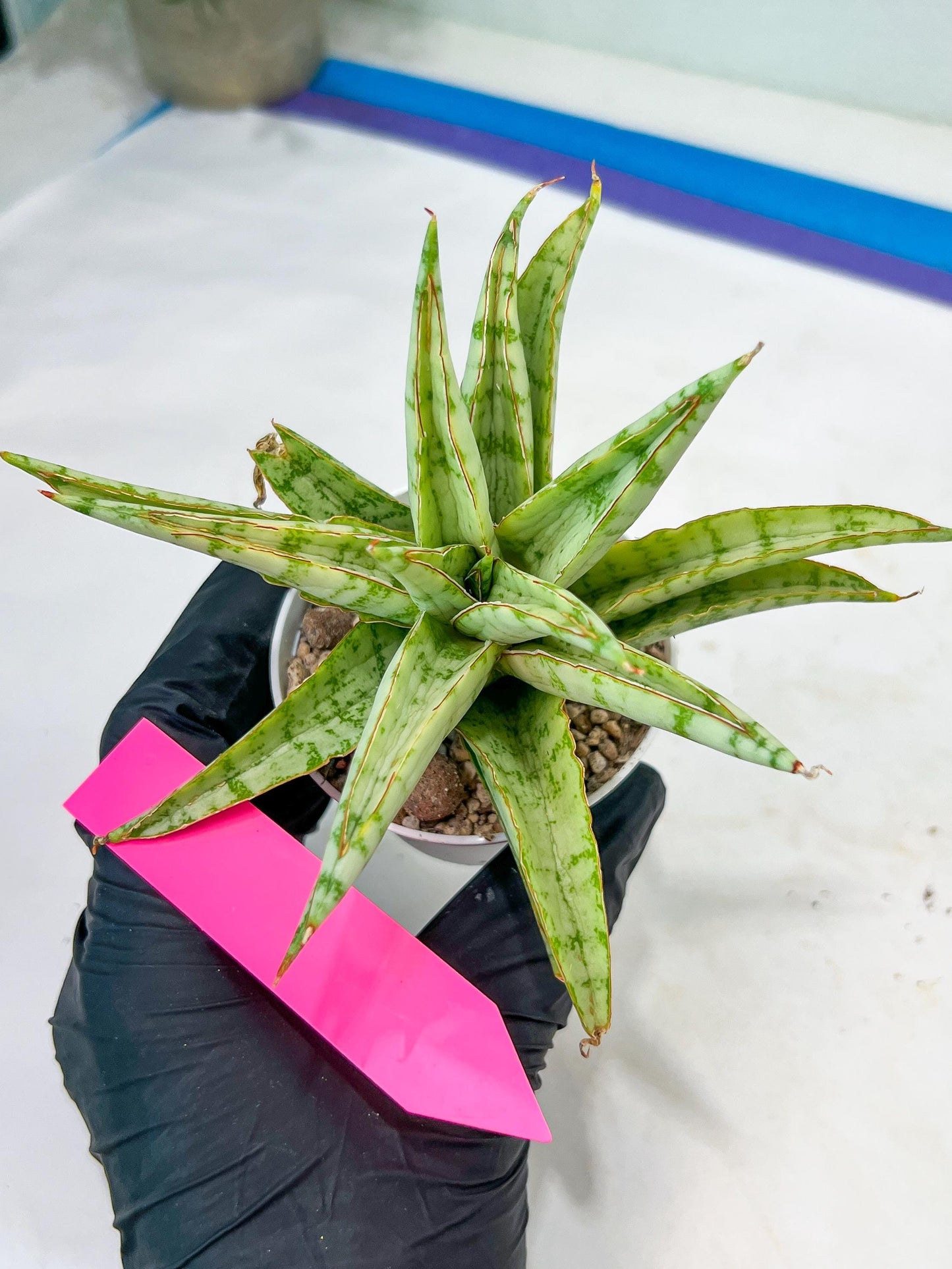 Sansevieria Blue Ice (#H50) | Imported Hybrid Snake Plant