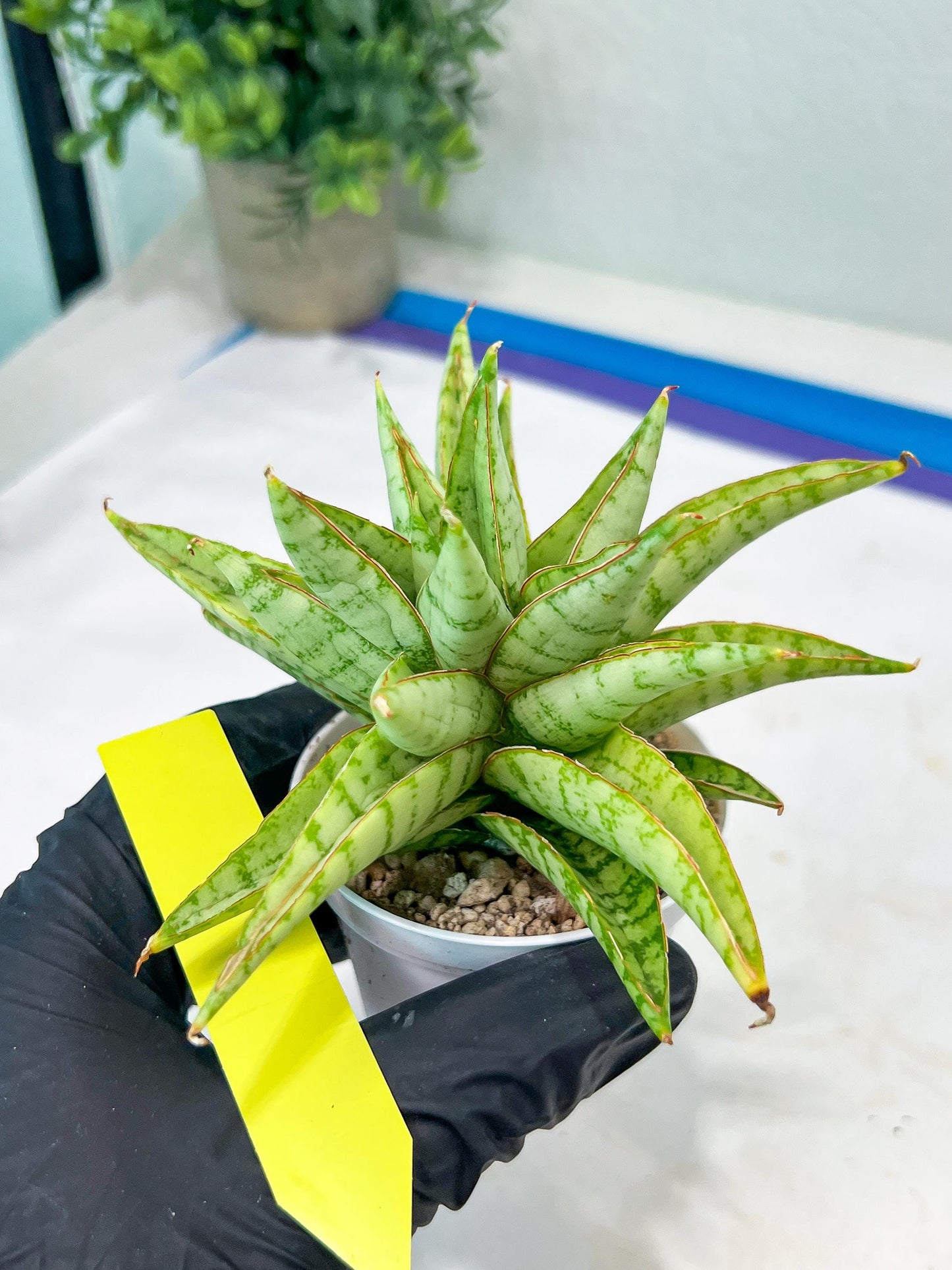 Sansevieria Blue Ice (#H50) | Imported Hybrid Snake Plant