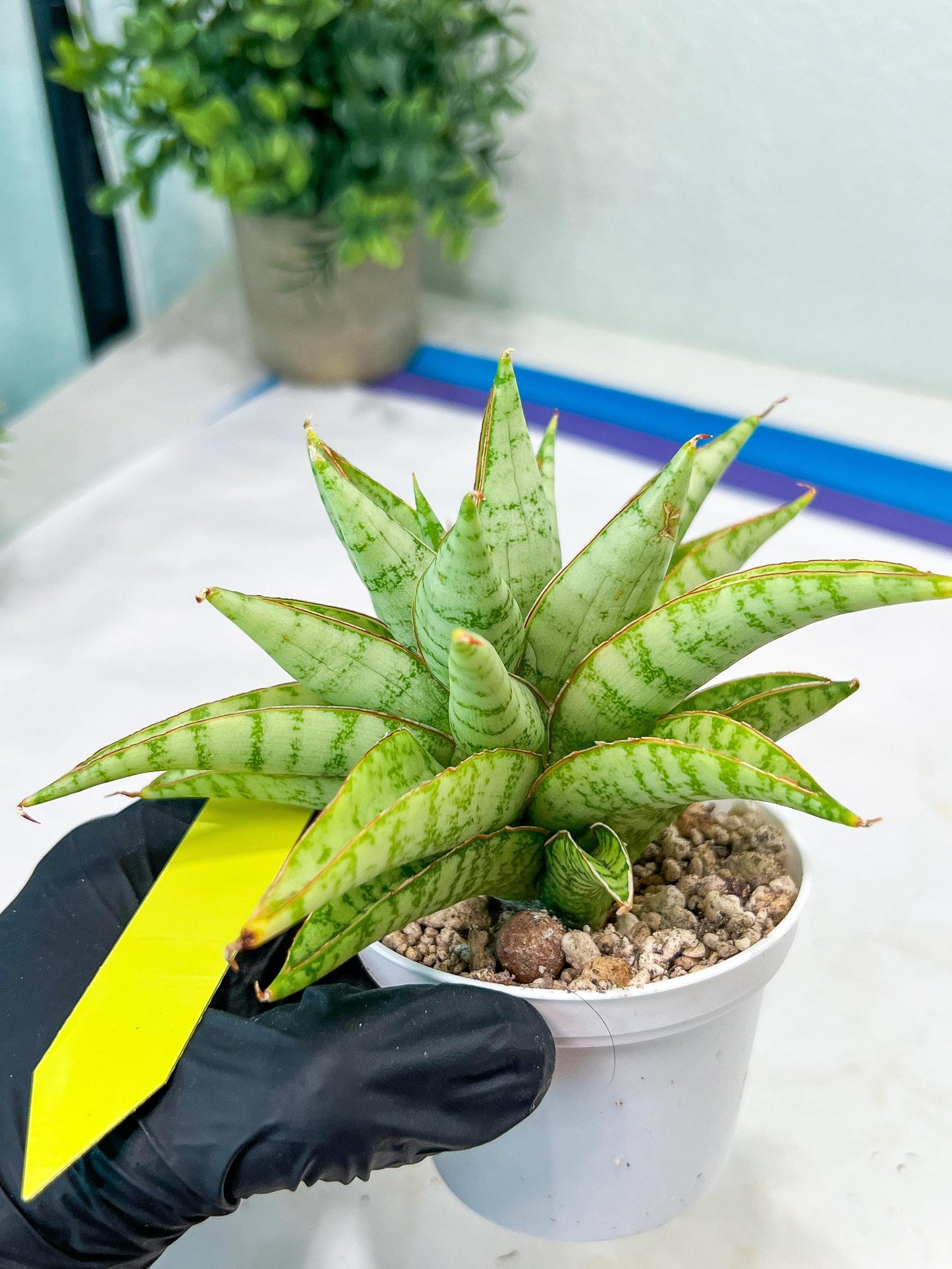 Sansevieria Blue Ice (#H50) | Imported Hybrid Snake Plant