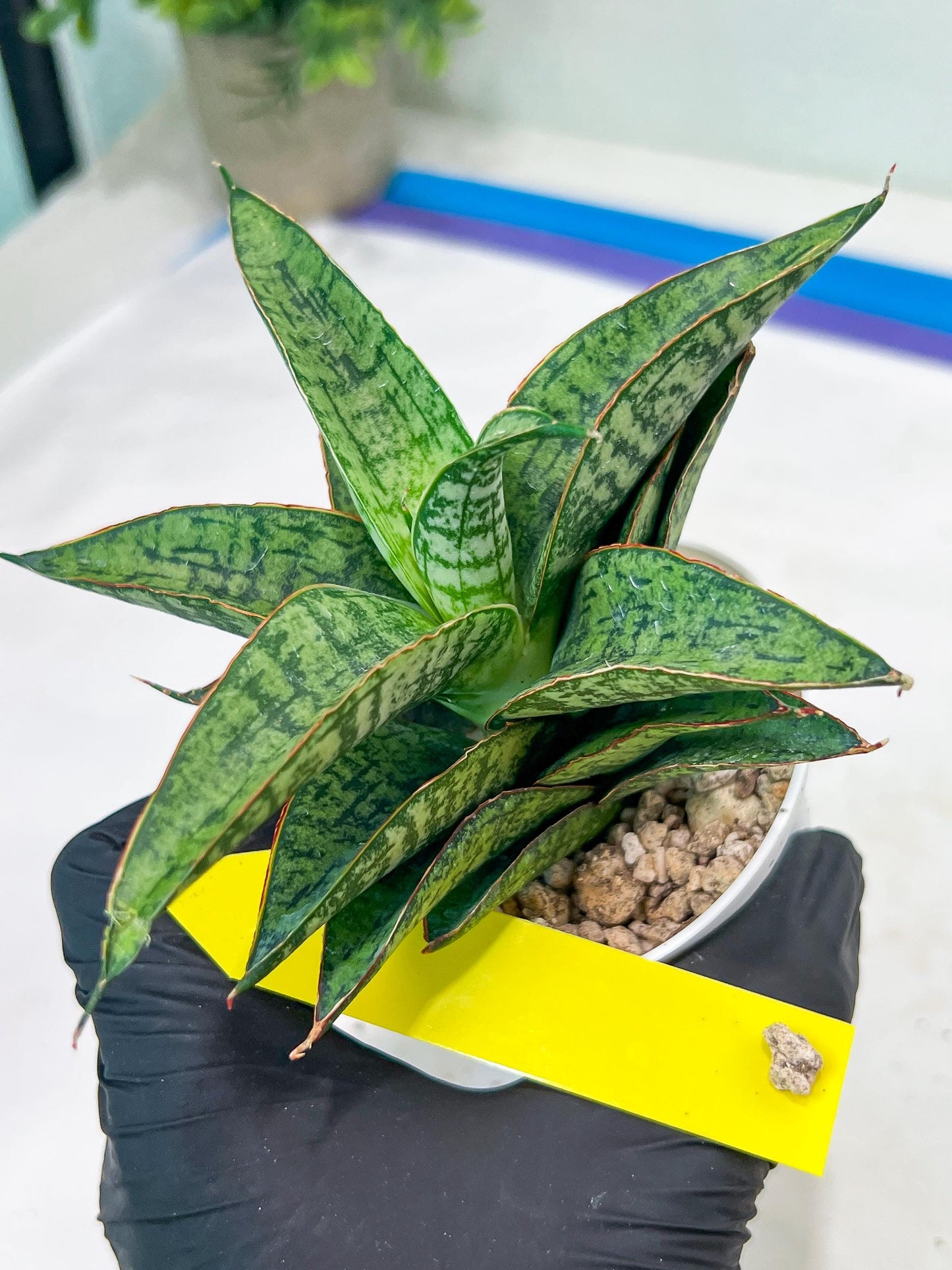 Sansevieria Toxin (#H51) | Imported House Plants