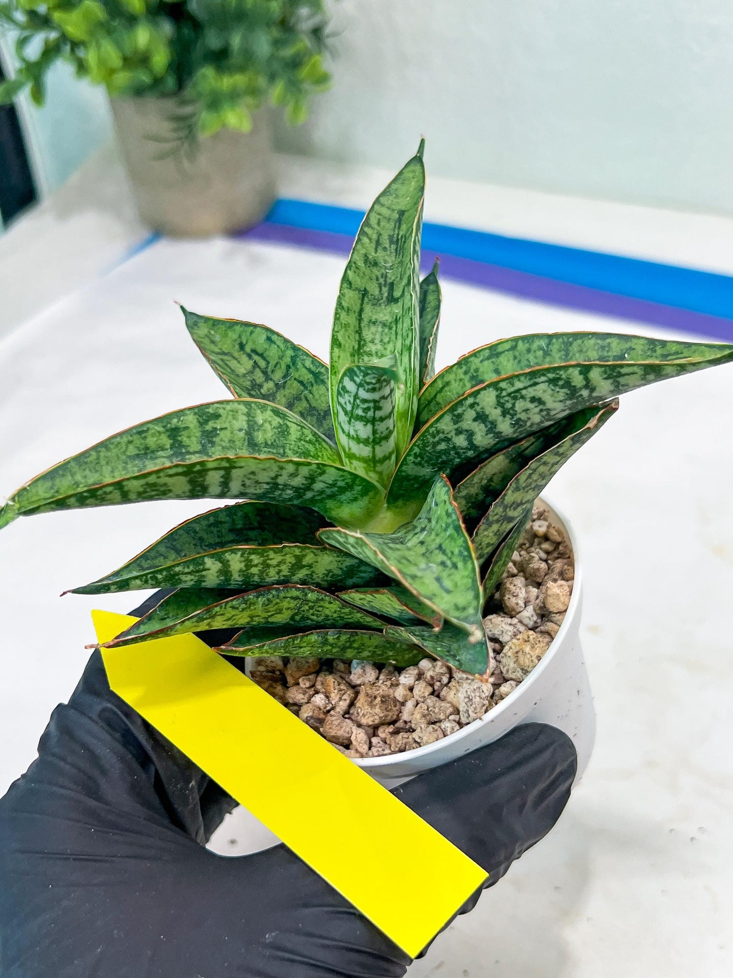 Sansevieria Toxin (#H51) | Imported House Plants