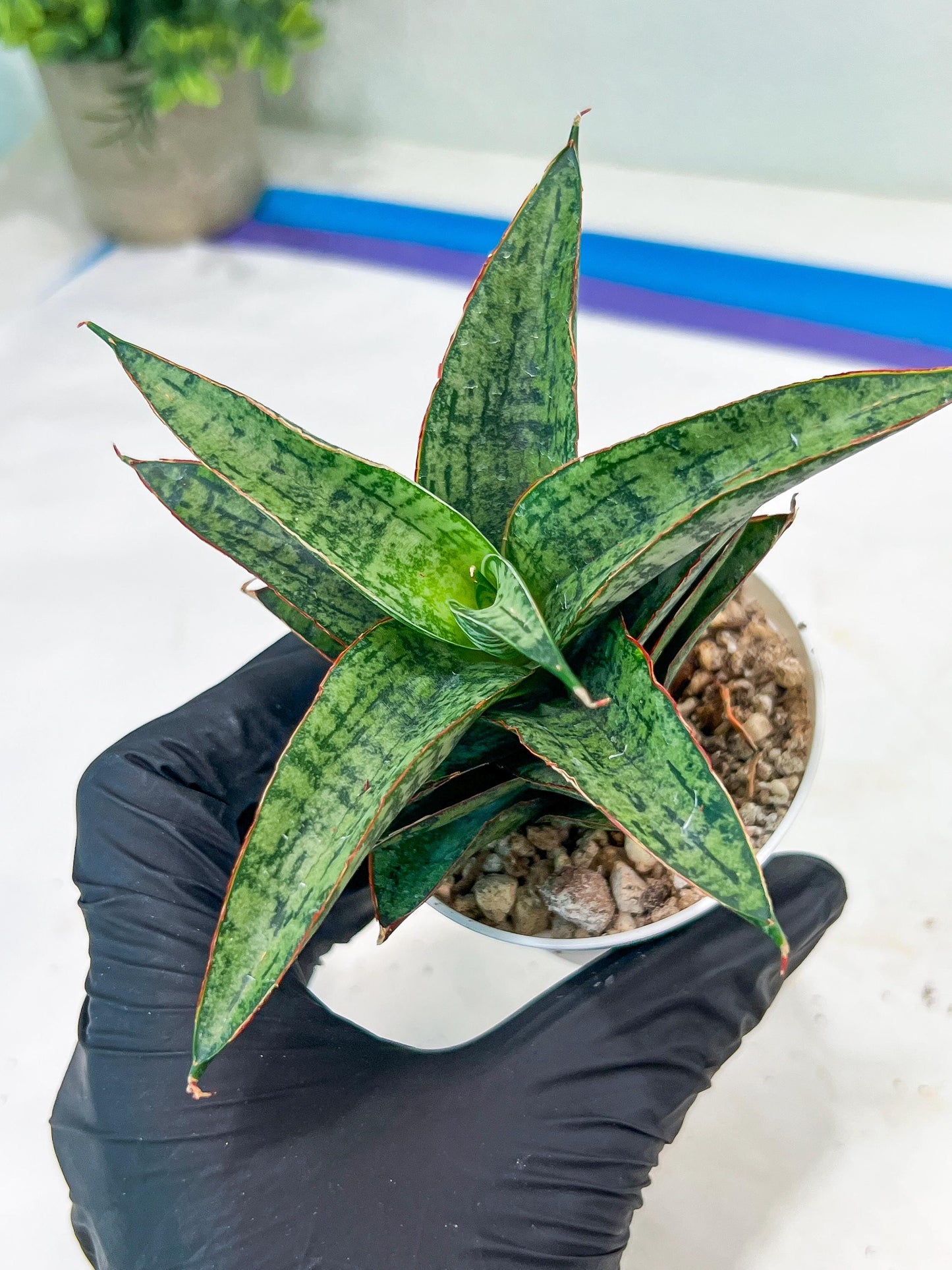 Sansevieria Toxin (#H51) | Imported House Plants