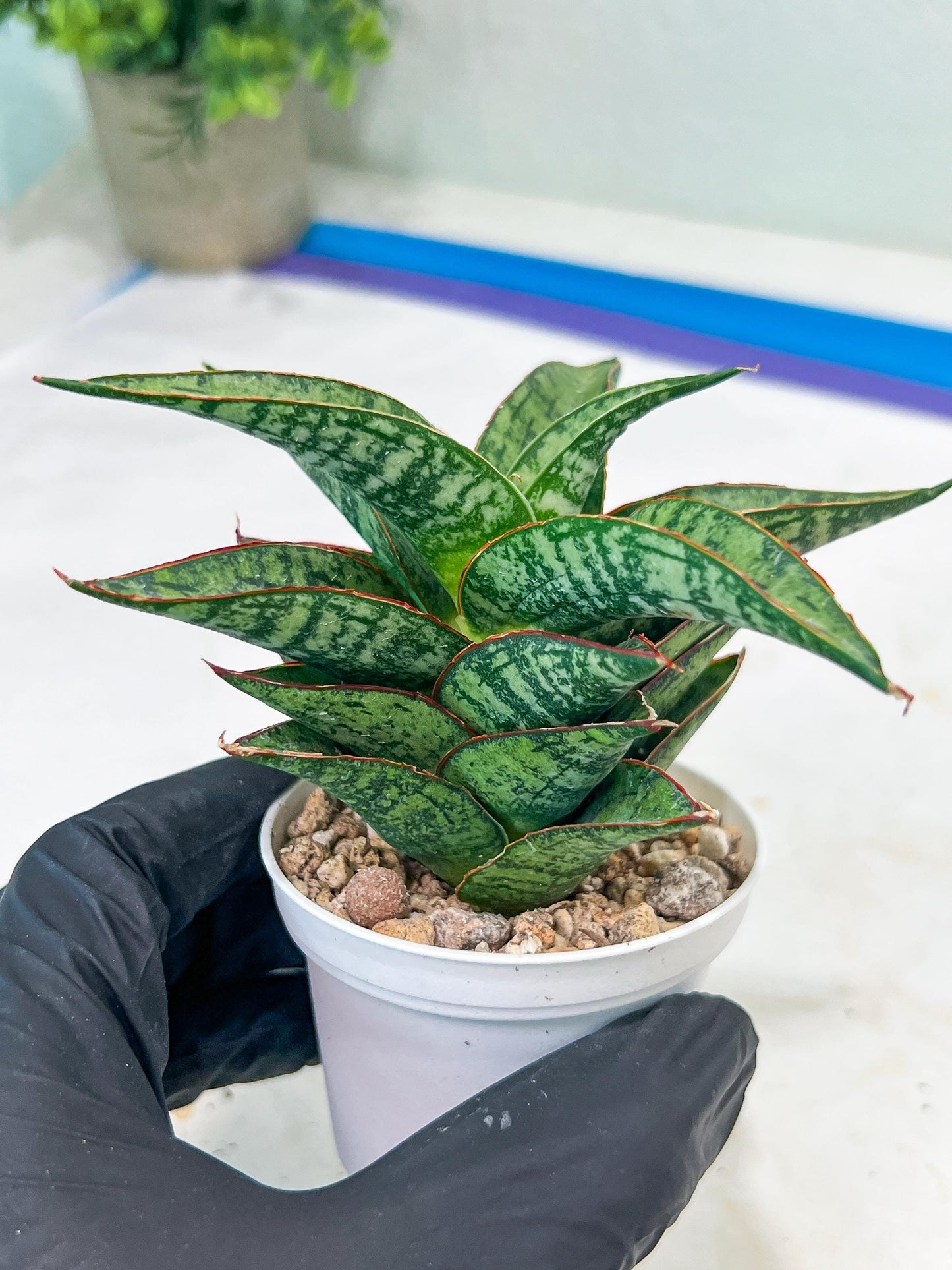 Sansevieria Toxin (#H51) | Imported House Plants