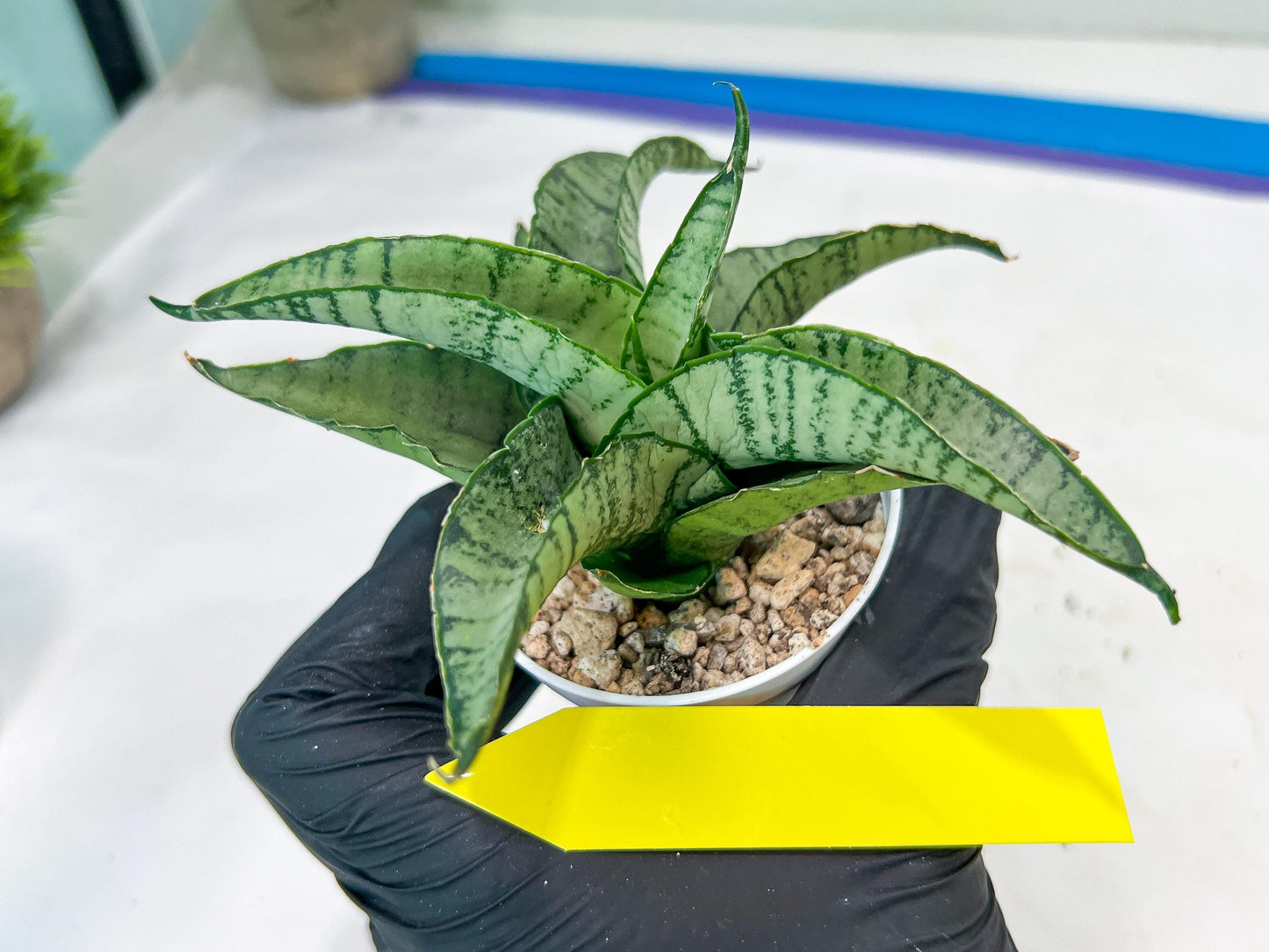Sanseviera MELLA (#H52) | Imported Hybrids
