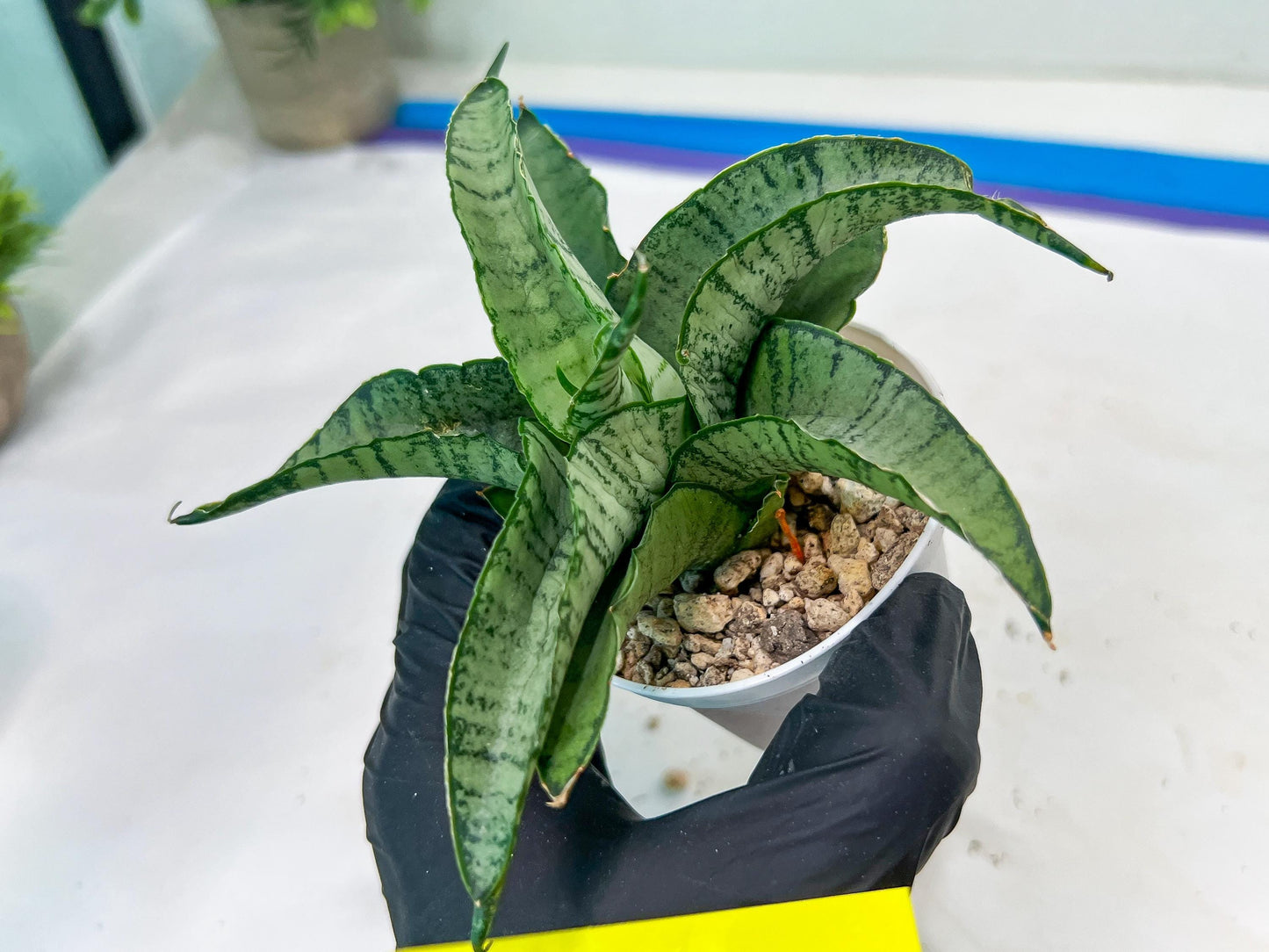 Sanseviera MELLA (#H52) | Imported Hybrids