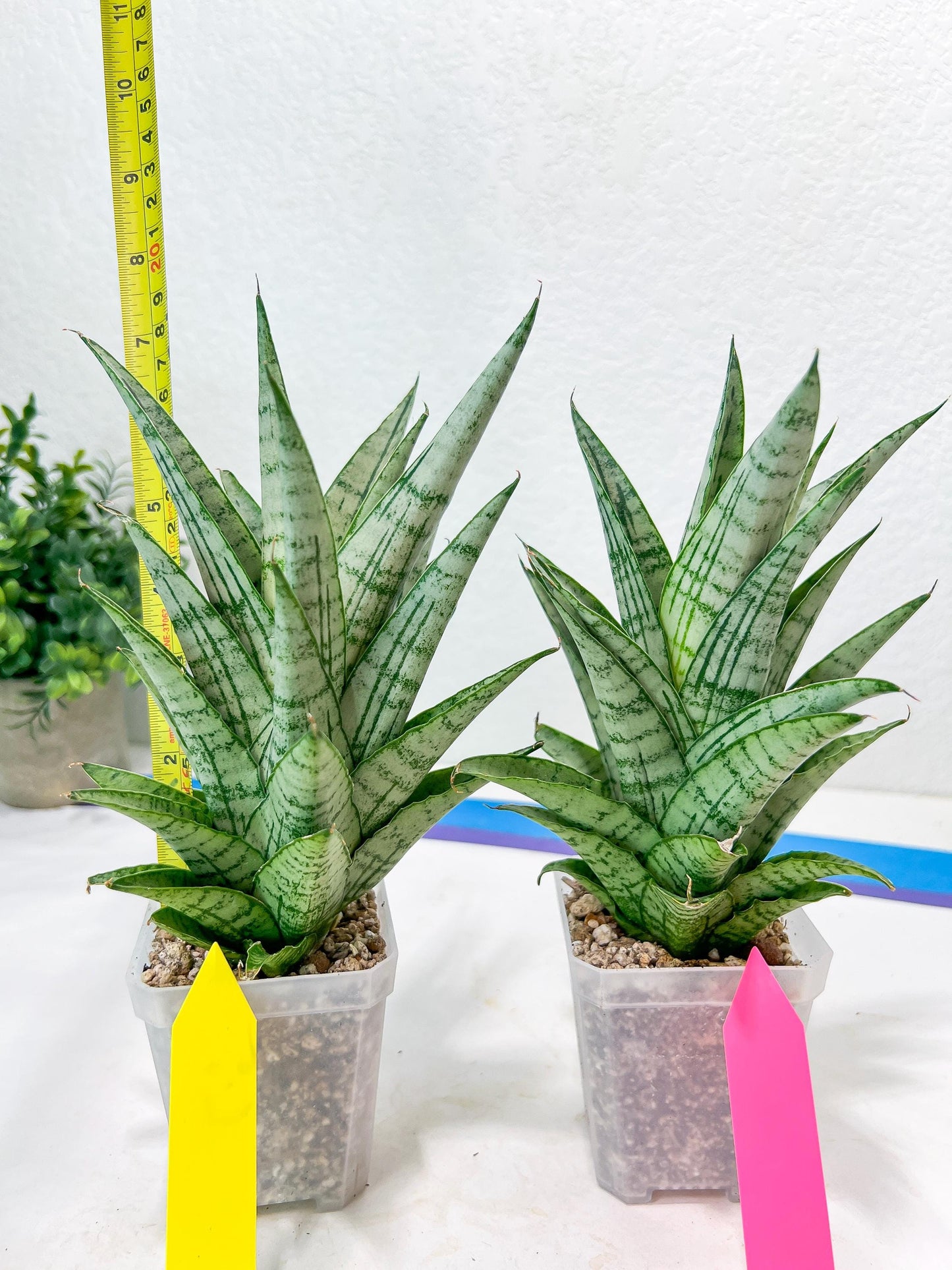 Sansevieria Gepeng (H17) | Imported Snake Plants