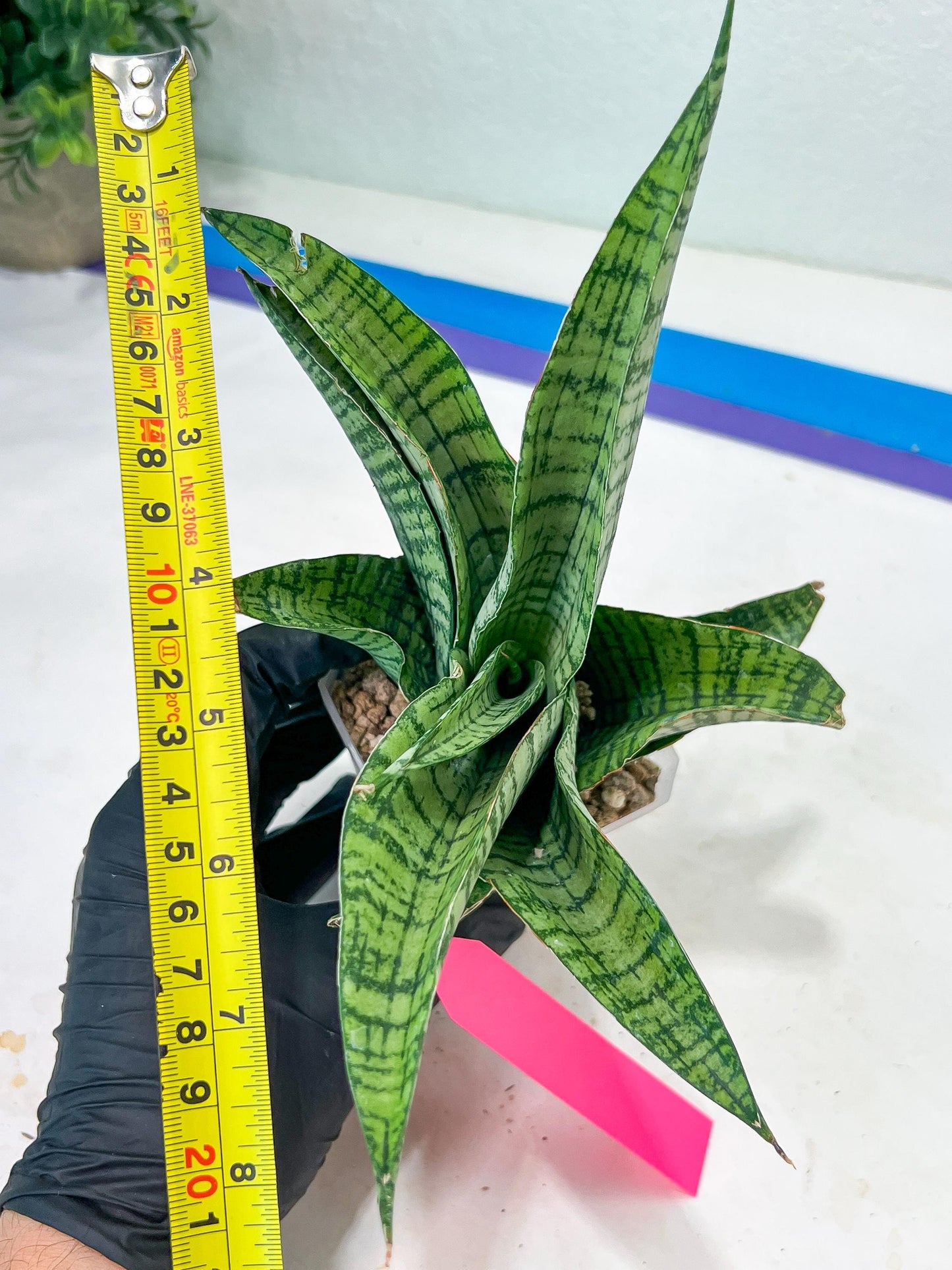 Sansevieria DareDevil (#H53) | Imported Snake Plants