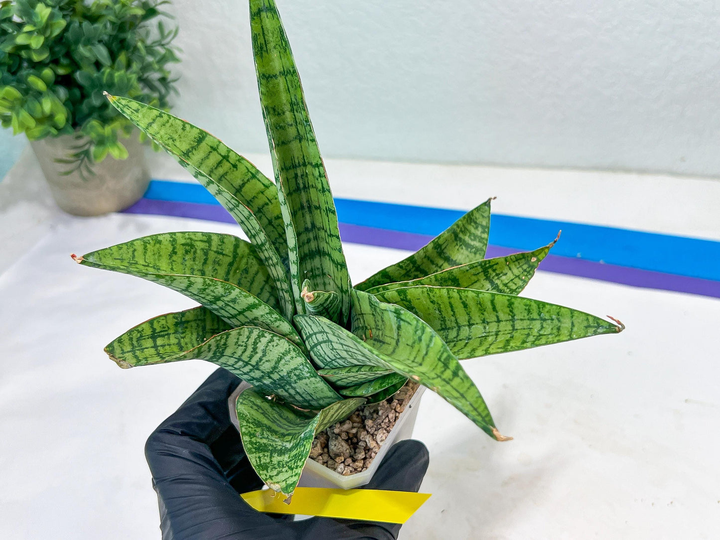 Sansevieria DareDevil (#H53) | Imported Snake Plants