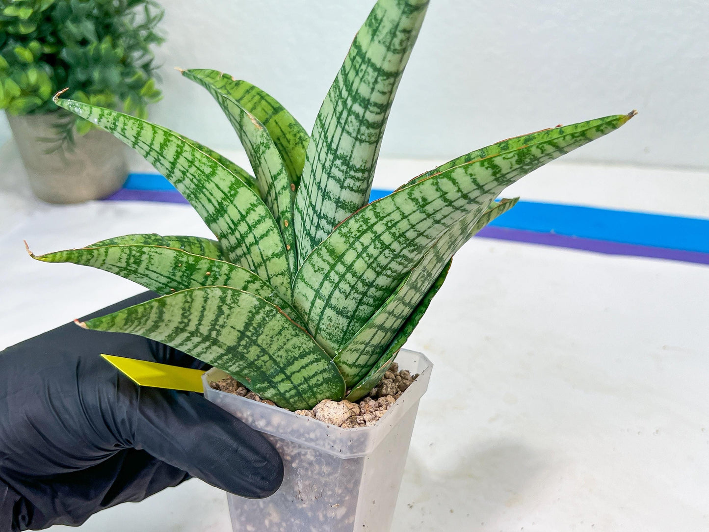 Sansevieria DareDevil (#H53) | Imported Snake Plants