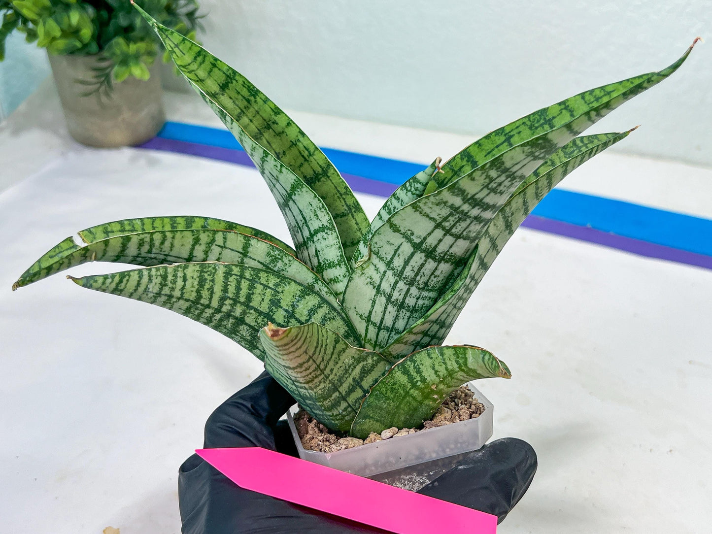 Sansevieria DareDevil (#H53) | Imported Snake Plants