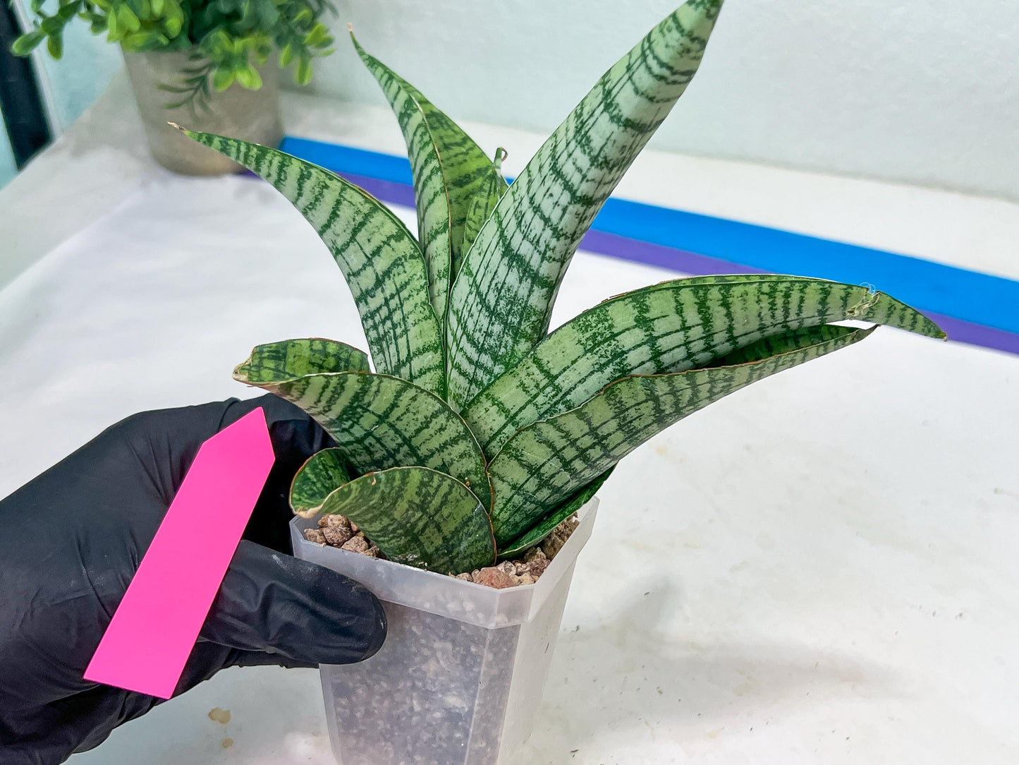 Sansevieria DareDevil (#H53) | Imported Snake Plants