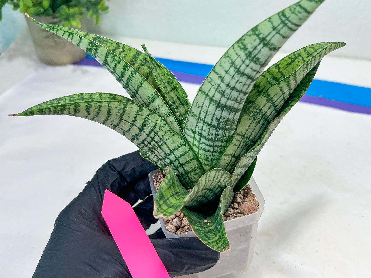 Sansevieria DareDevil (#H53) | Imported Snake Plants