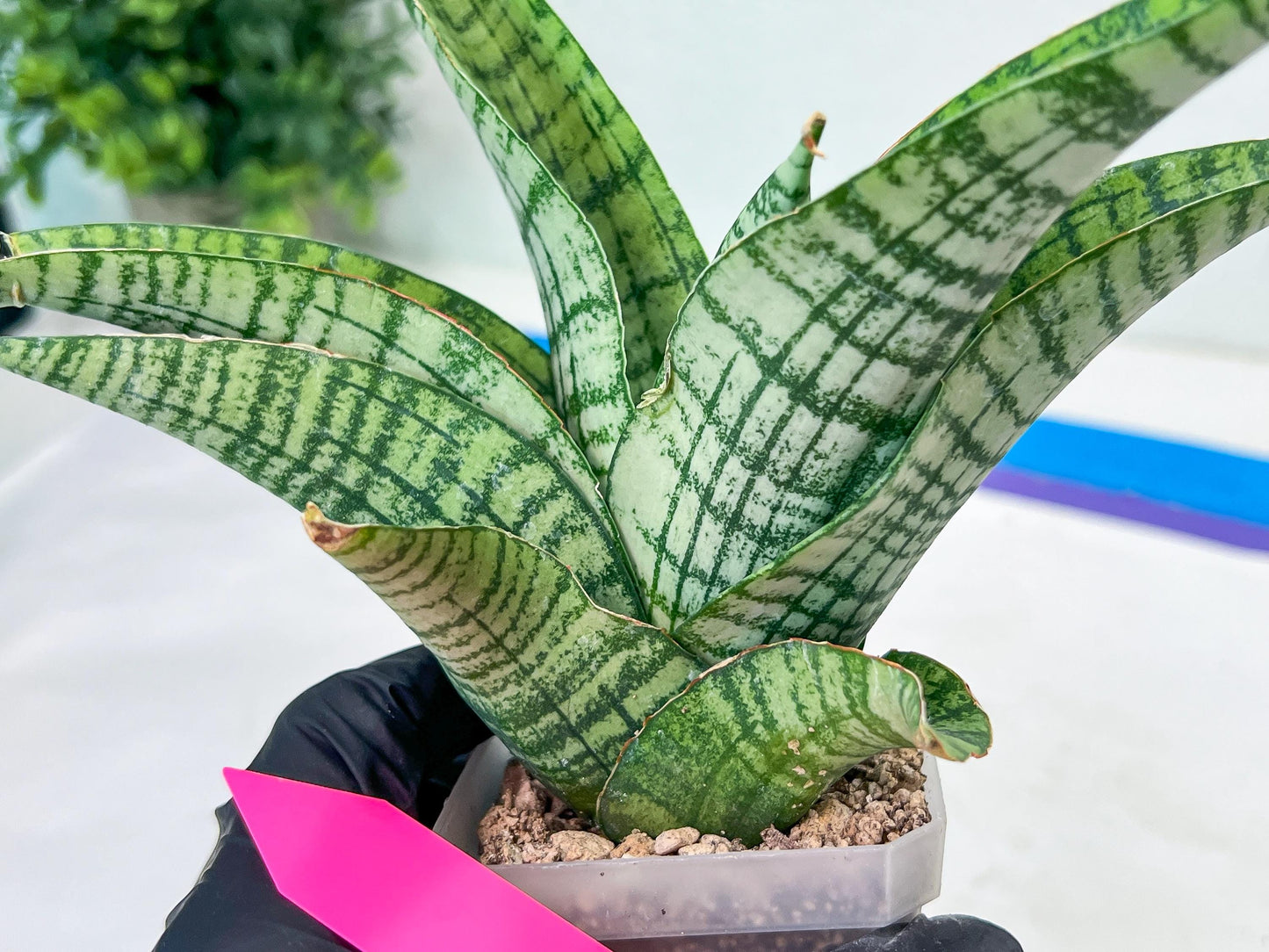 Sansevieria DareDevil (#H53) | Imported Snake Plants