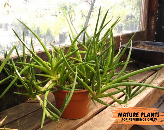 Sansevieria Suffruticosa (#H58) | Imported Snake Plants