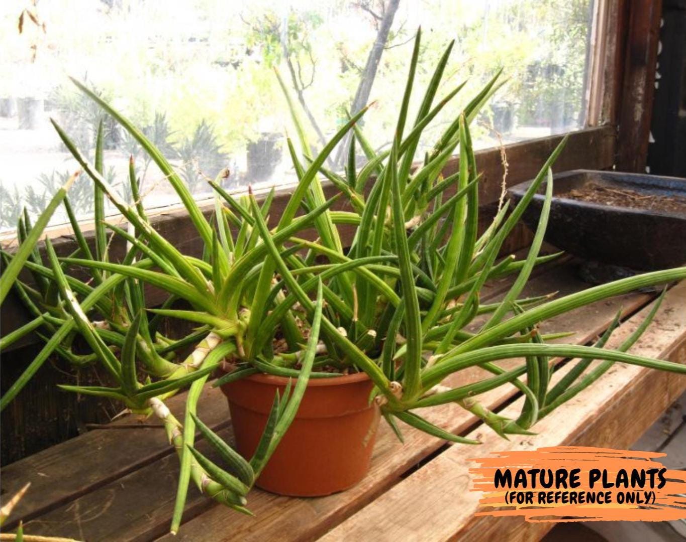 Sansevieria Suffruticosa (#H58) | Imported Snake Plants