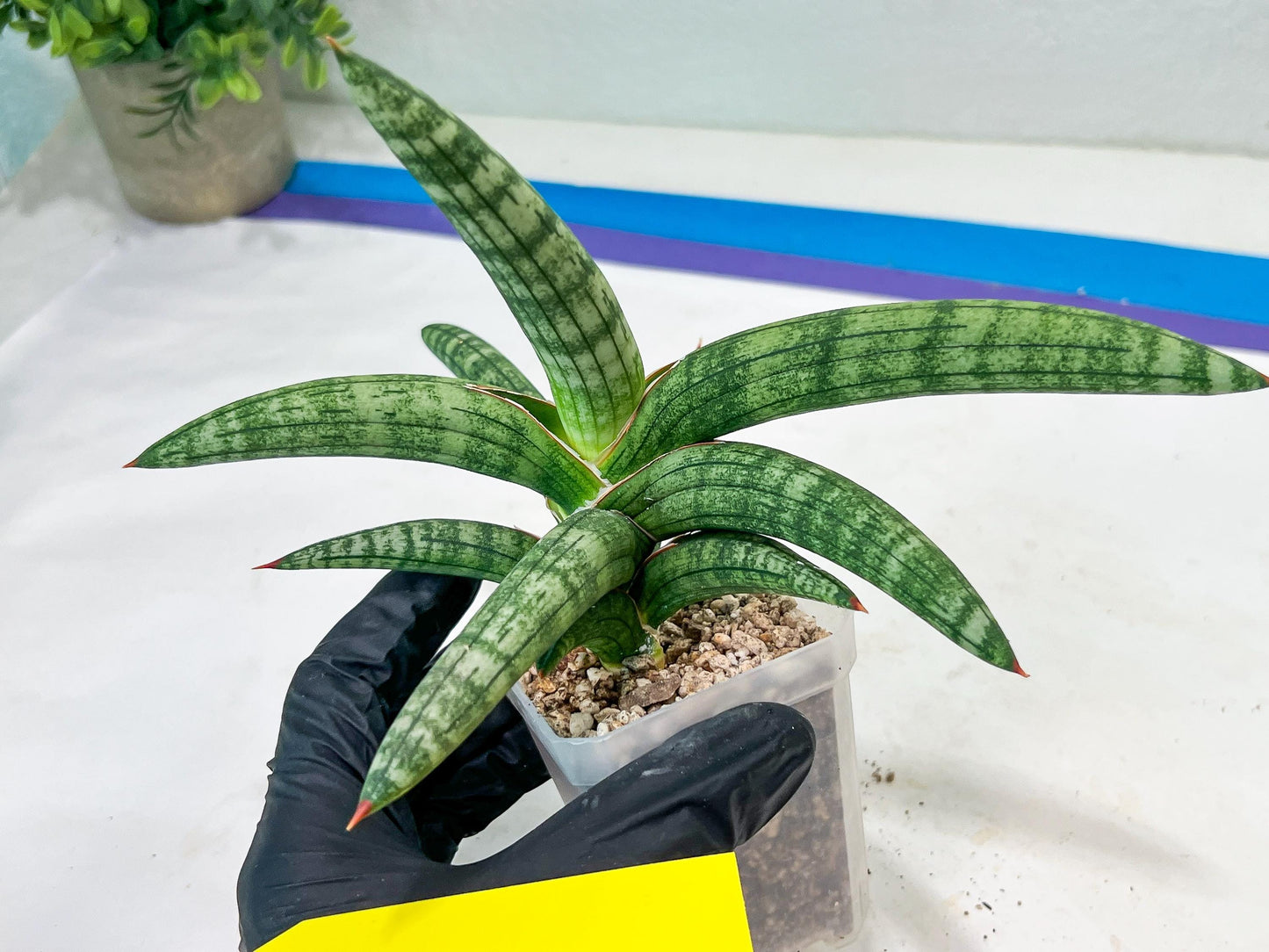 Sansevieria Suffruticosa (#H58) | Imported Snake Plants