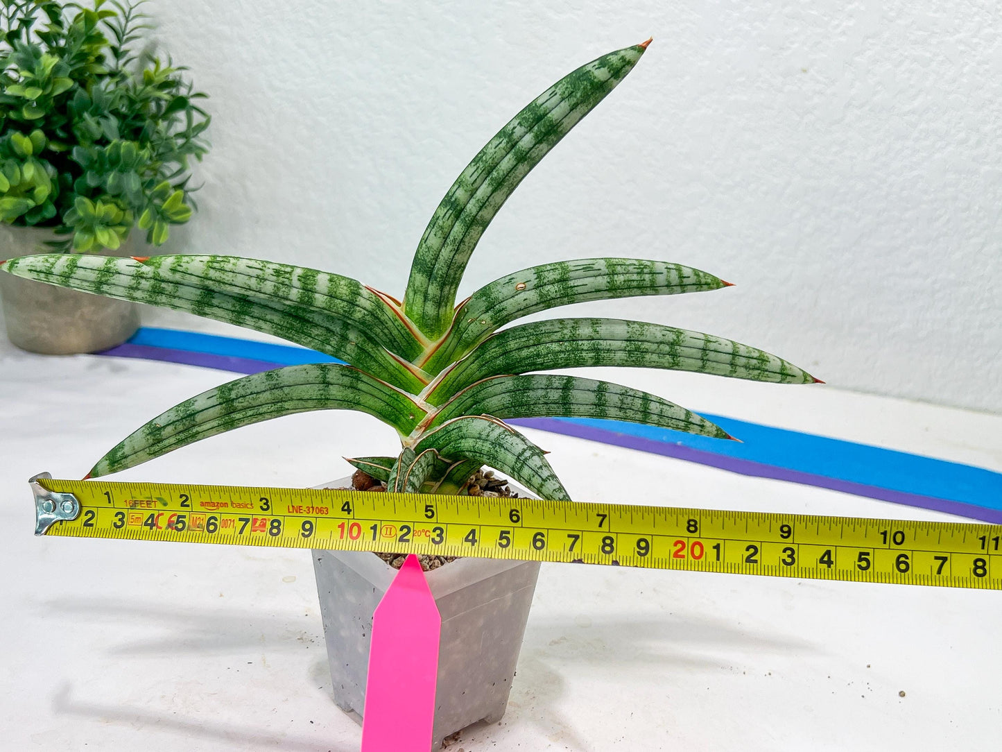 Sansevieria Suffruticosa (#H58) | Imported Snake Plants