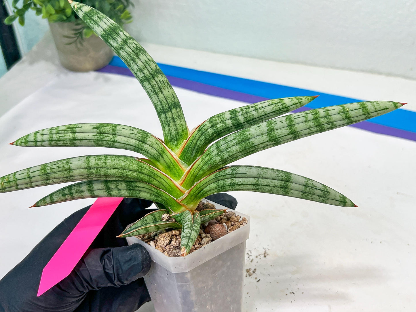 Sansevieria Suffruticosa (#H58) | Imported Snake Plants