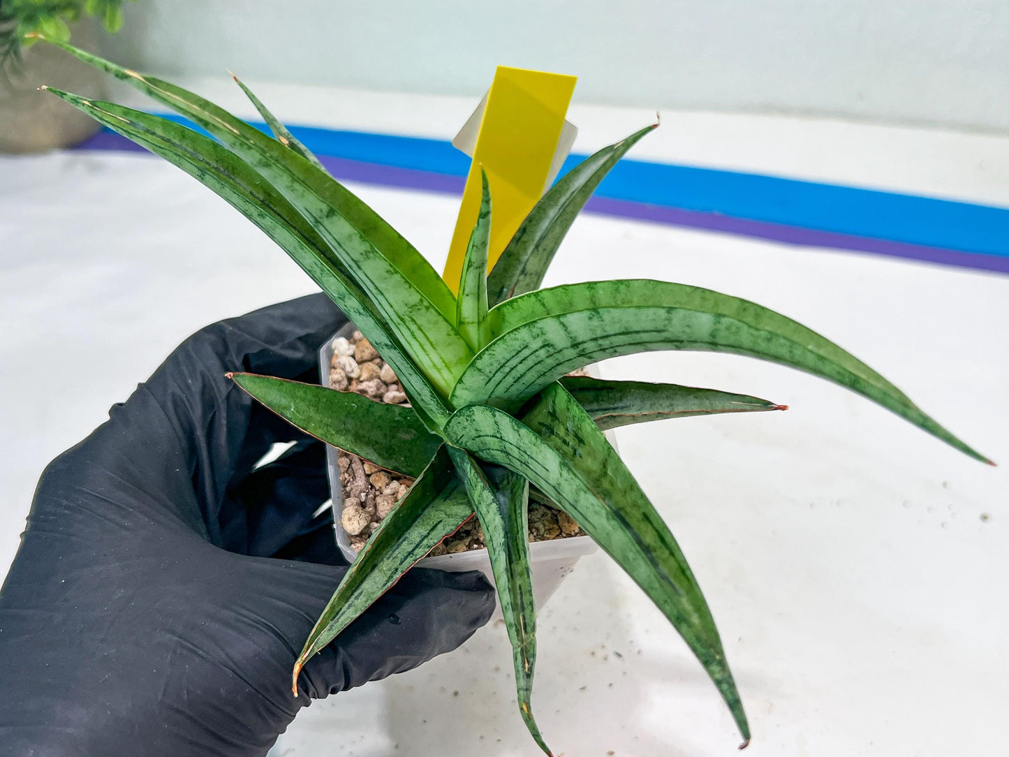 Sansevieria Serayu (#H59) | Imported Snake Plants