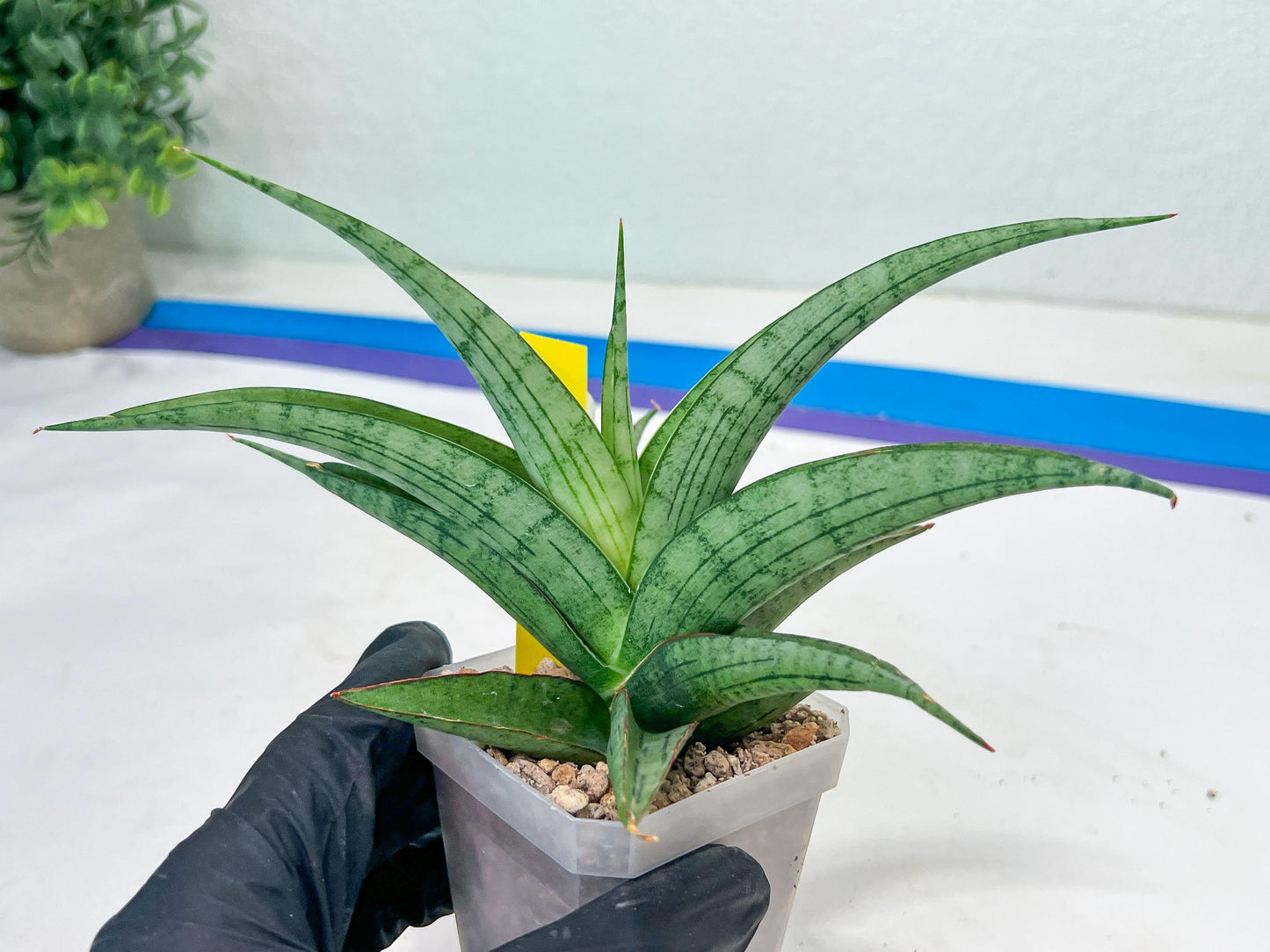 Sansevieria Serayu (#H59) | Imported Snake Plants