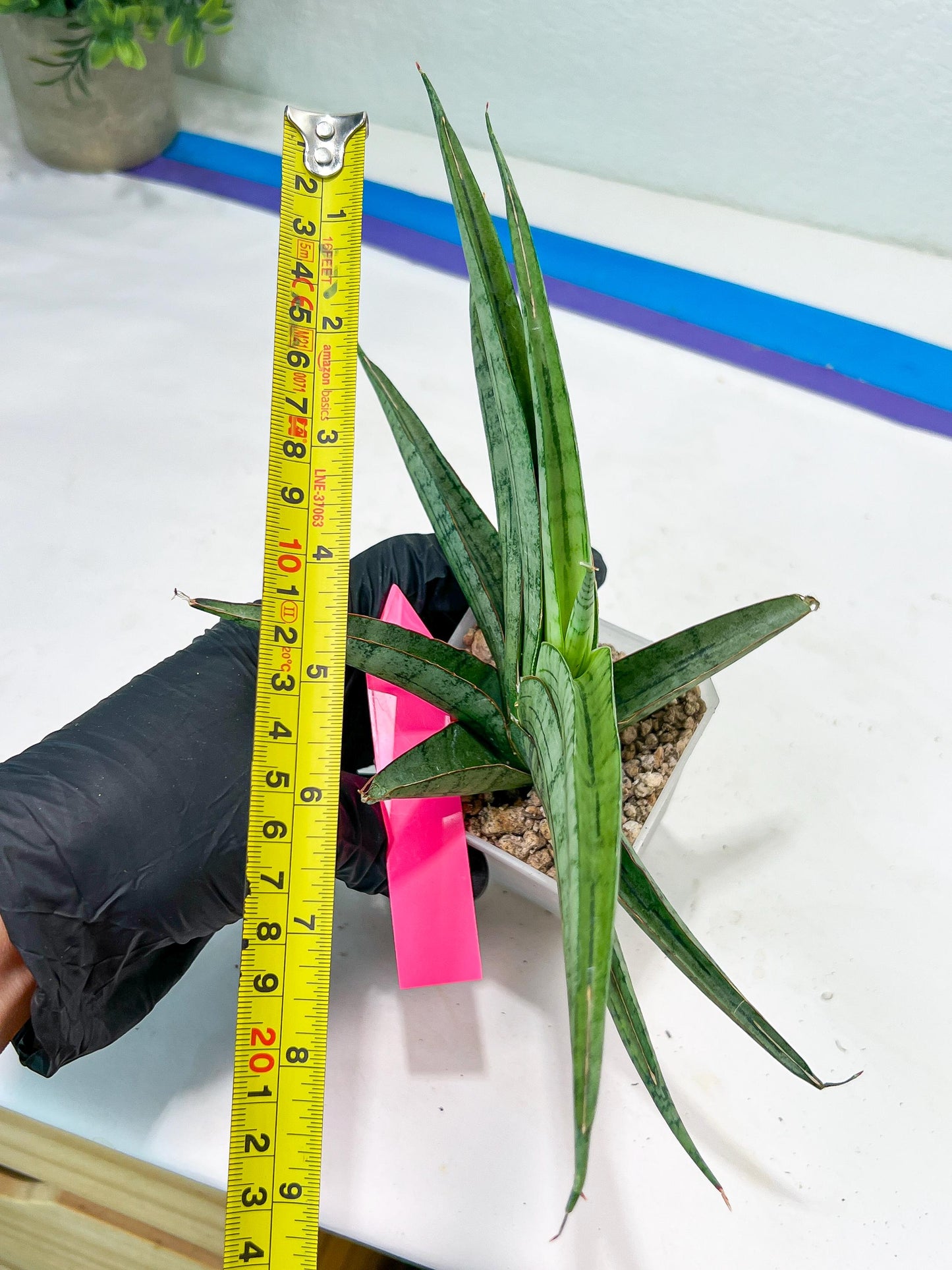 Sansevieria Serayu (#H59) | Imported Snake Plants