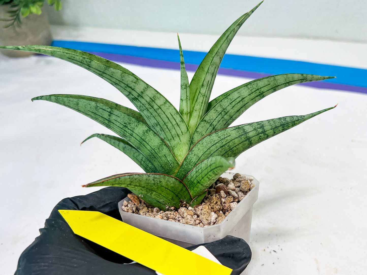 Sansevieria Serayu (#H59) | Imported Snake Plants