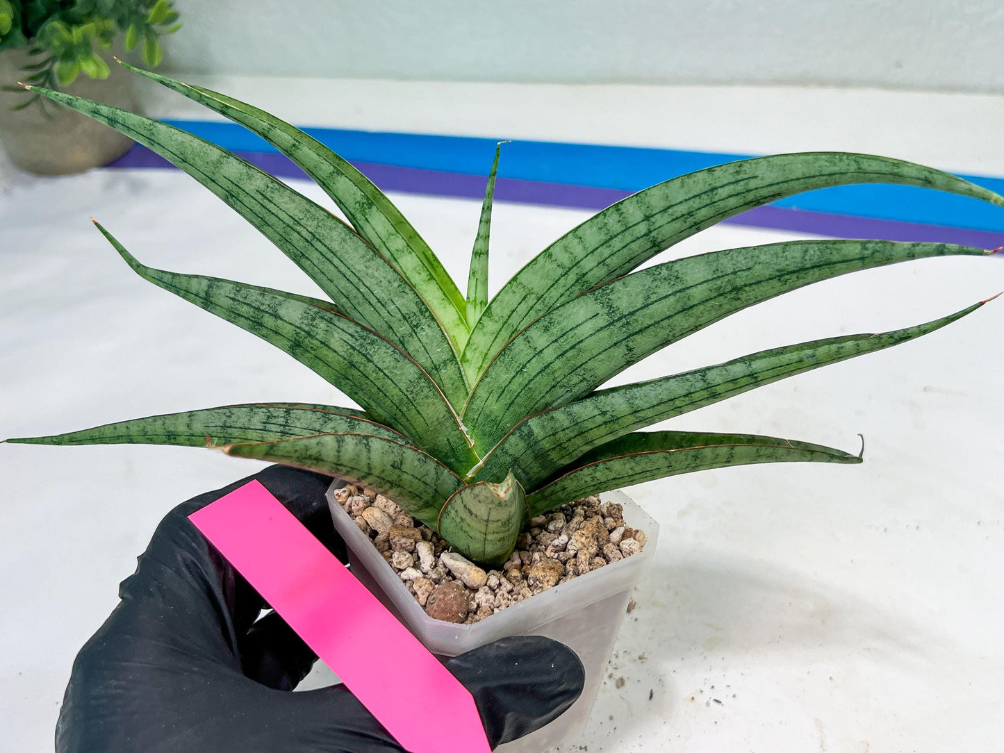 Sansevieria Serayu (#H59) | Imported Snake Plants