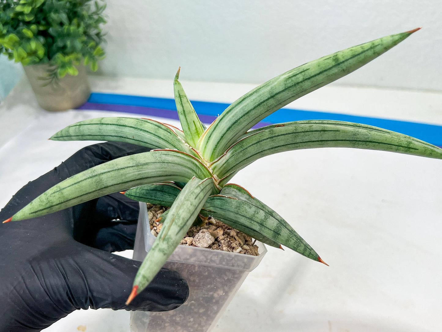 Sansevieria SSilver clone (#H60) | Imported Hybrids