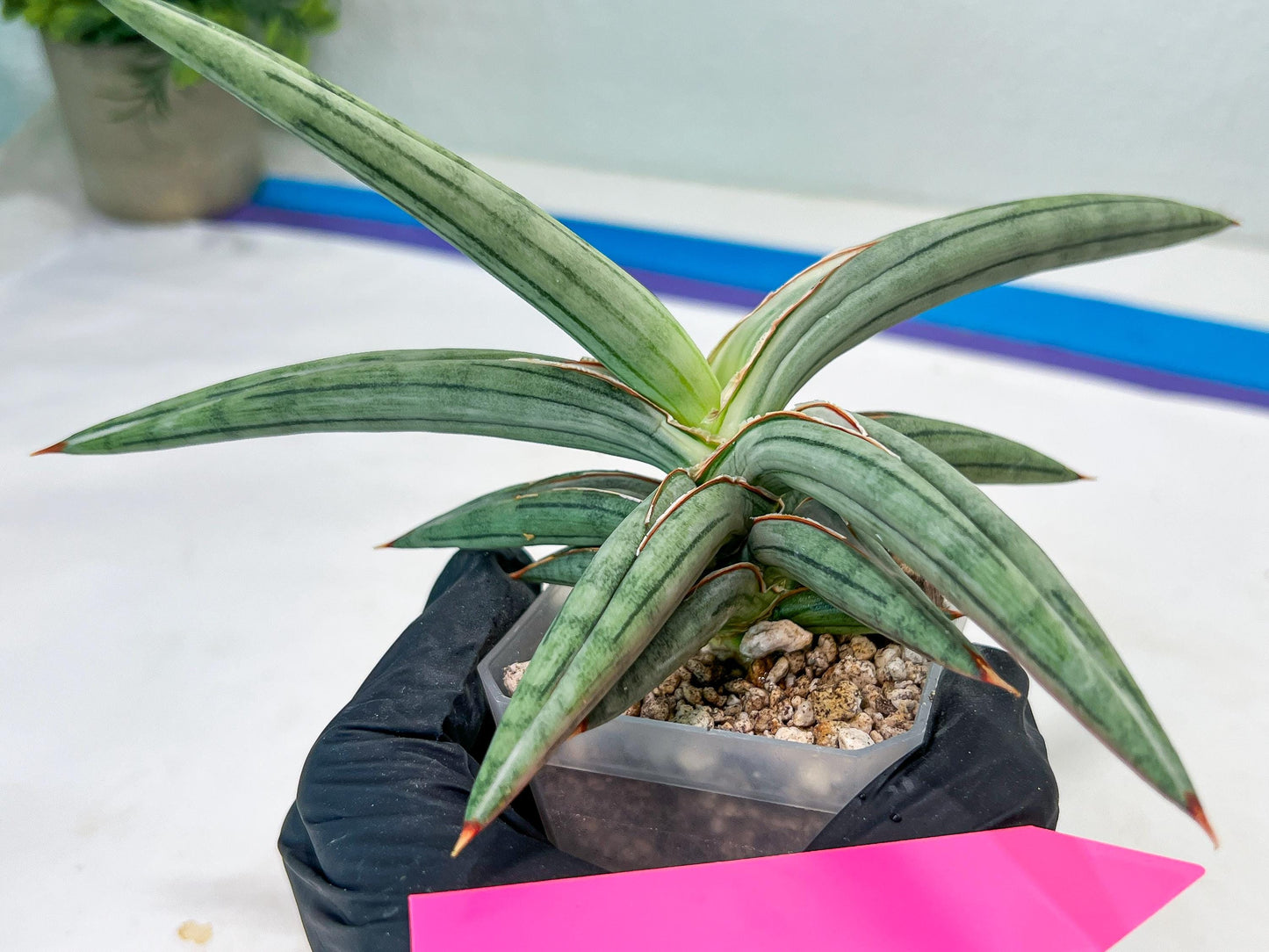 Sansevieria SSilver clone (#H60) | Imported Hybrids