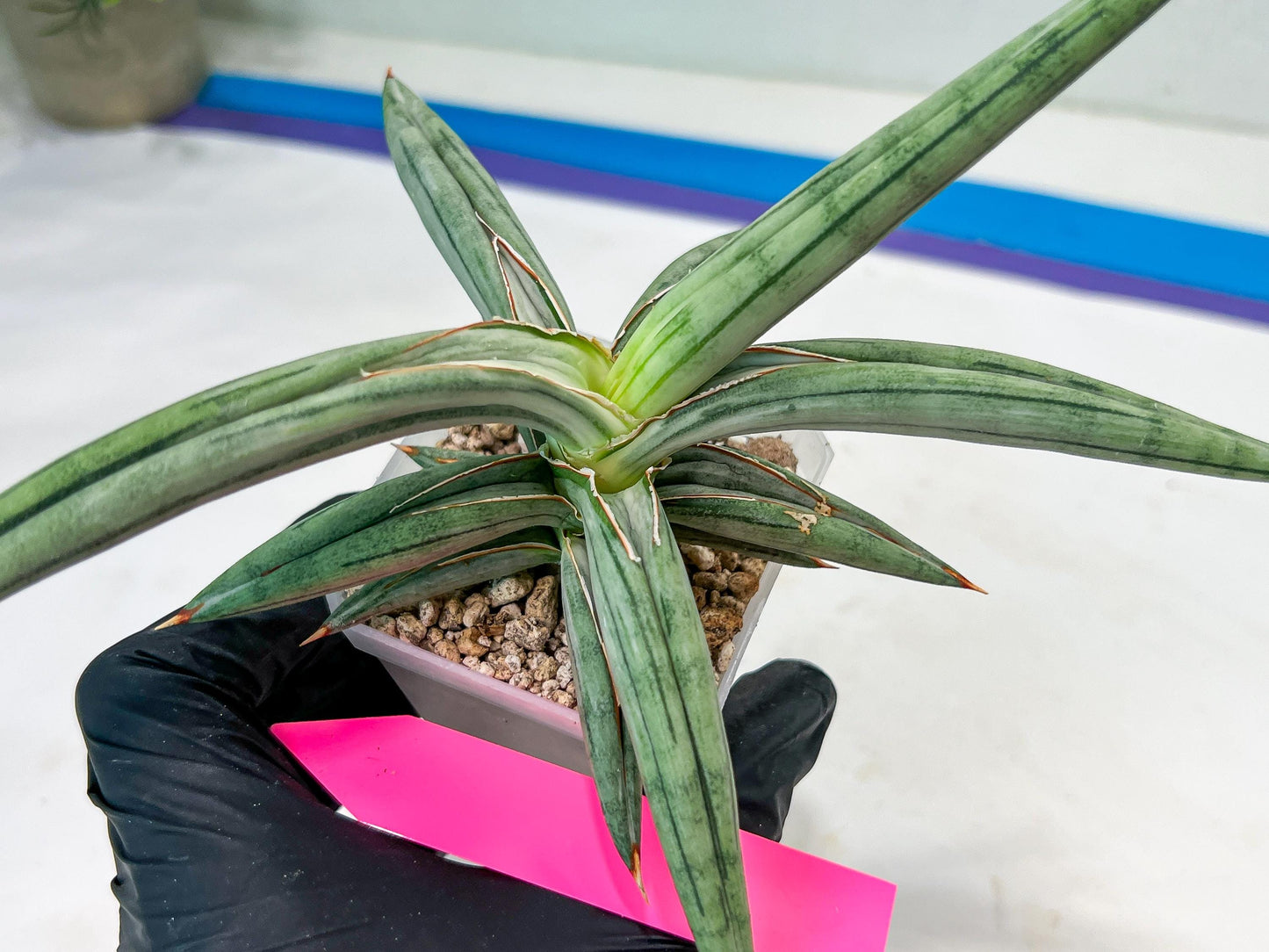 Sansevieria SSilver clone (#H60) | Imported Hybrids