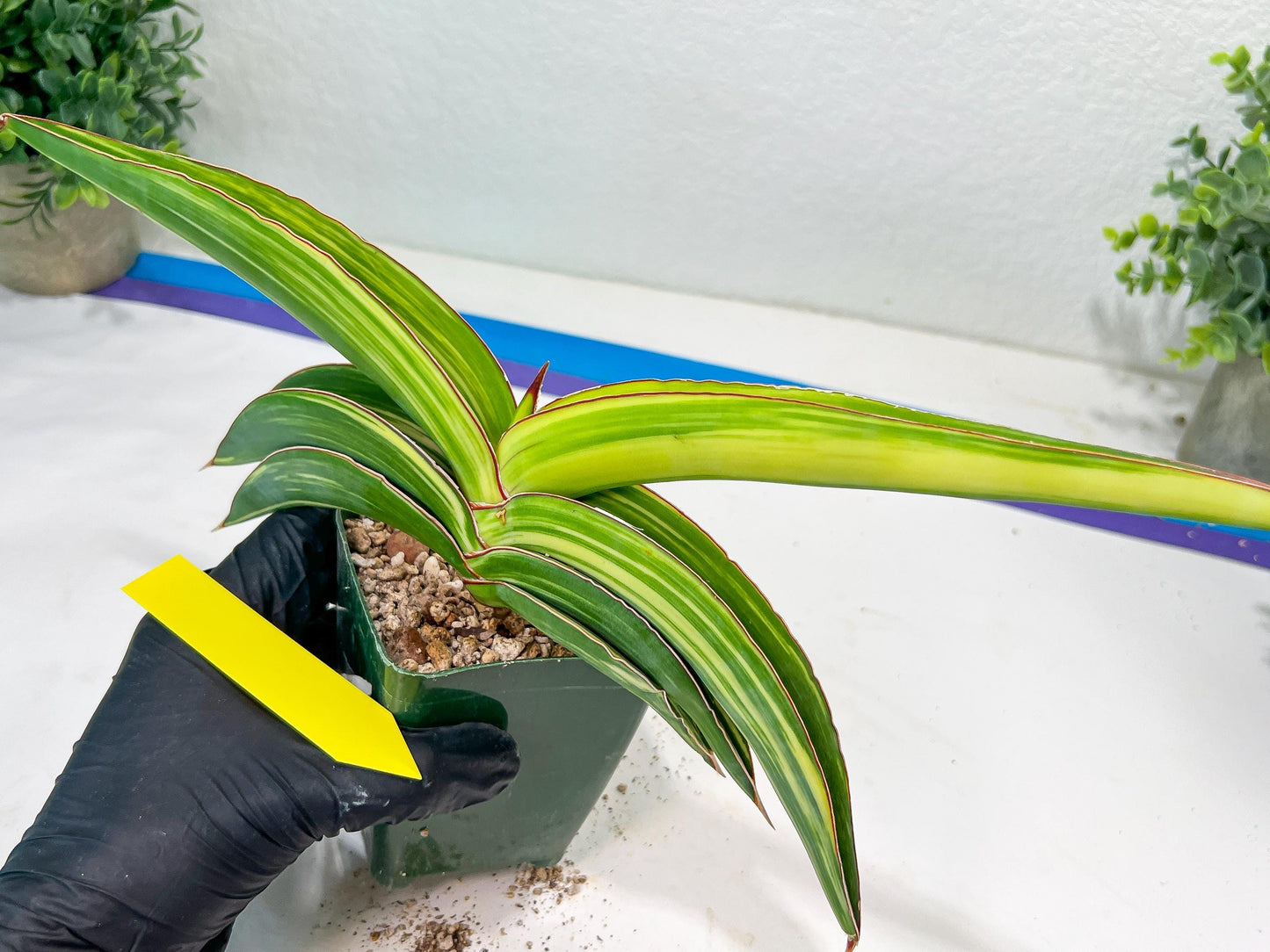 Sansevieria Robusta Var | Imported Plants