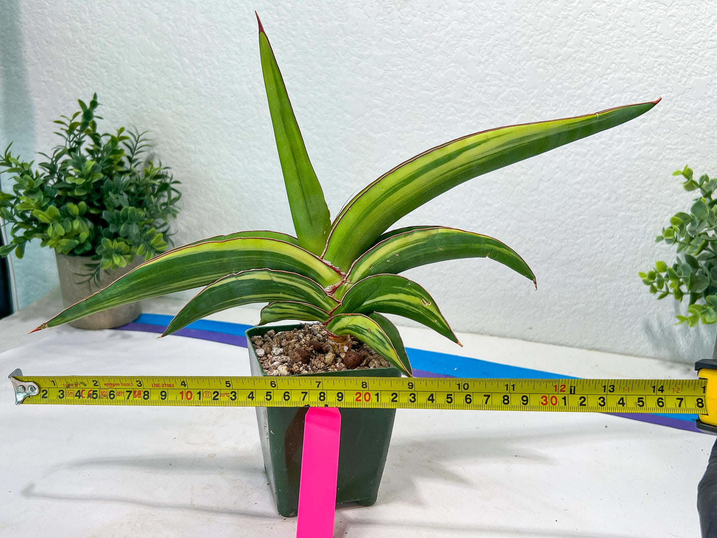 Sansevieria Robusta Var | Imported Plants