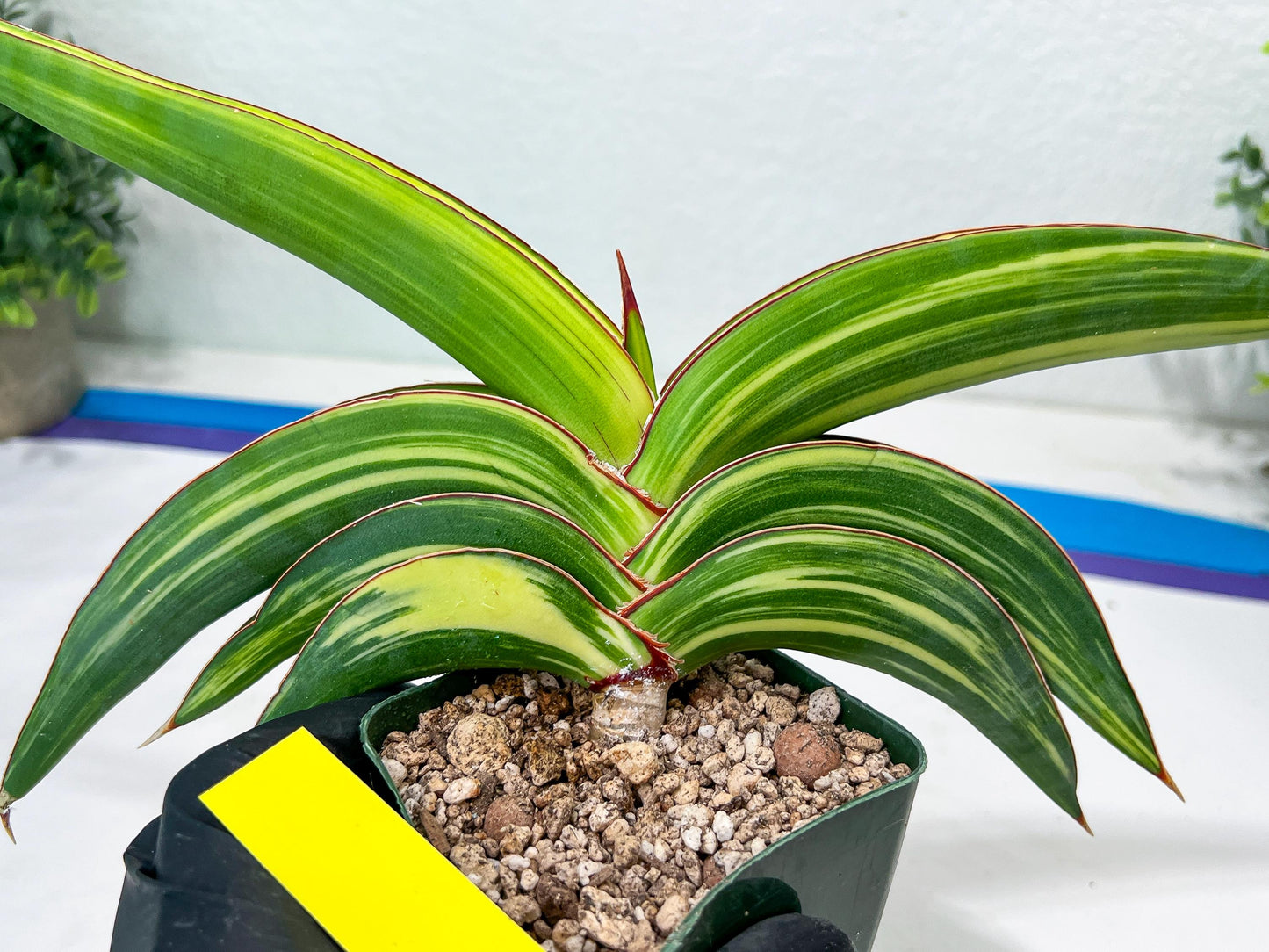 Sansevieria Robusta Var | Imported Plants