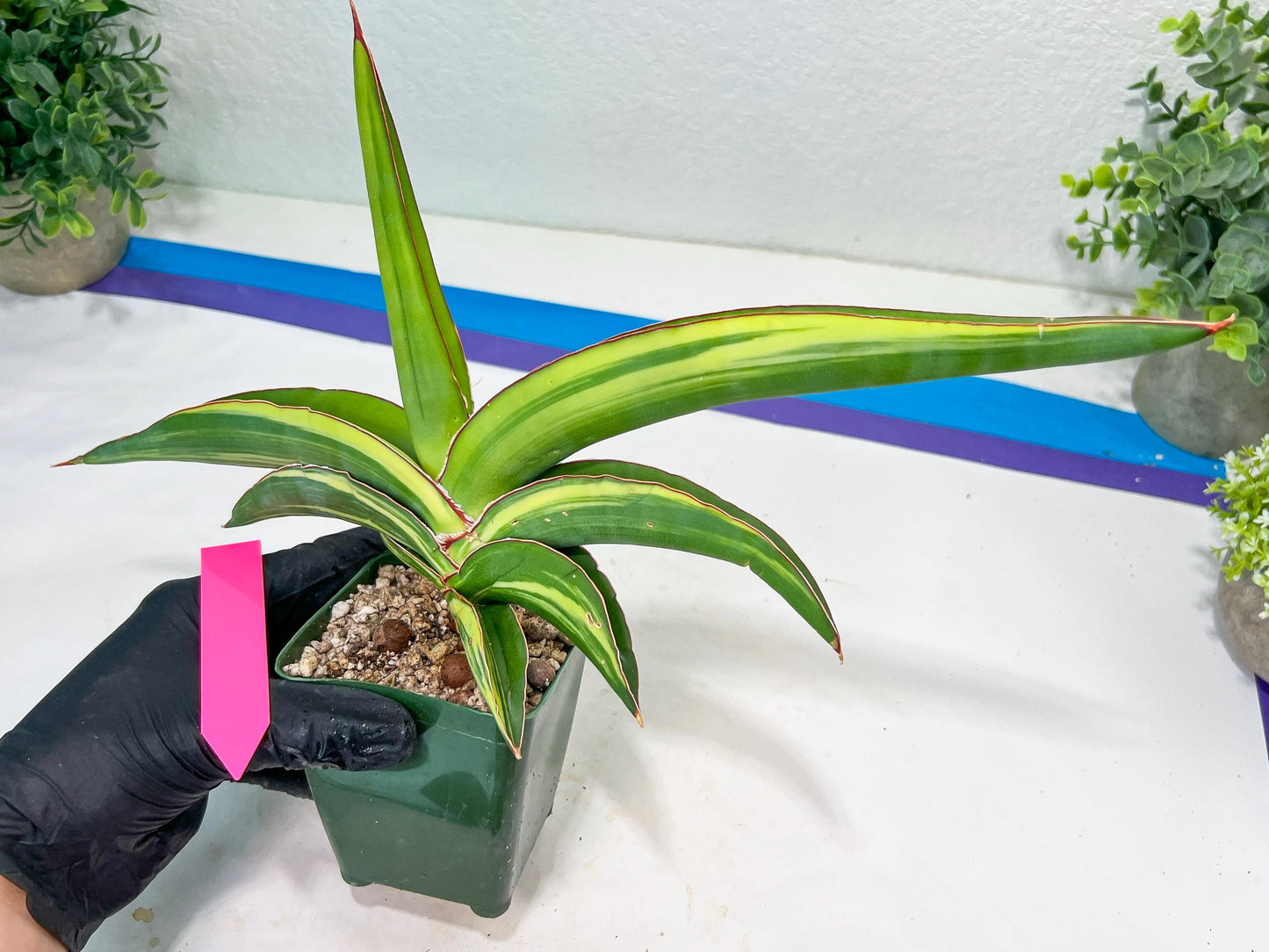 Sansevieria Robusta Var | Imported Plants
