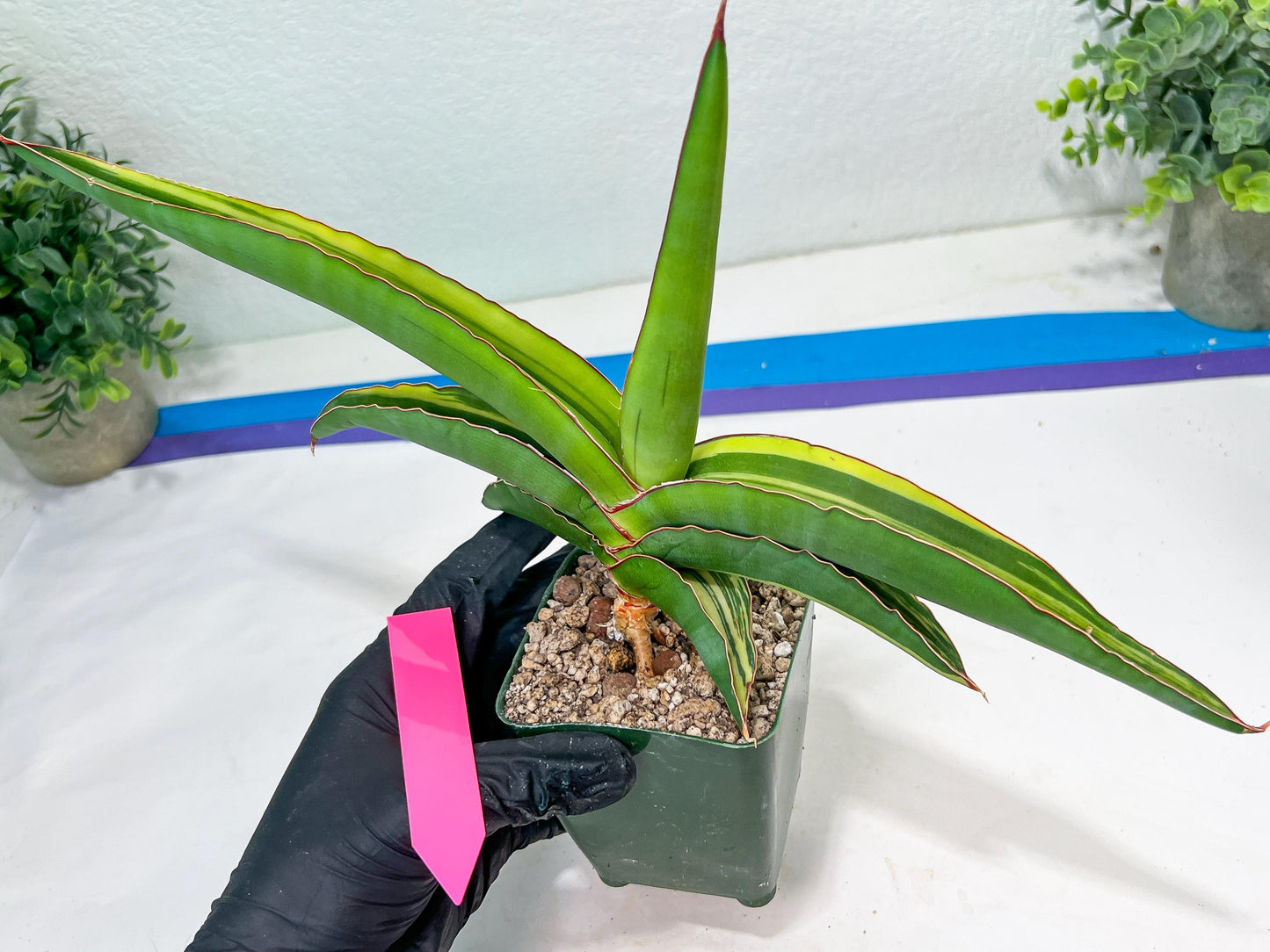 Sansevieria Robusta Var | Imported Plants