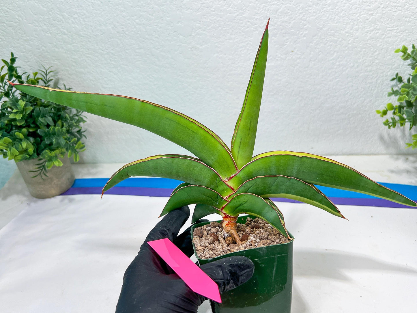 Sansevieria Robusta Var | Imported Plants